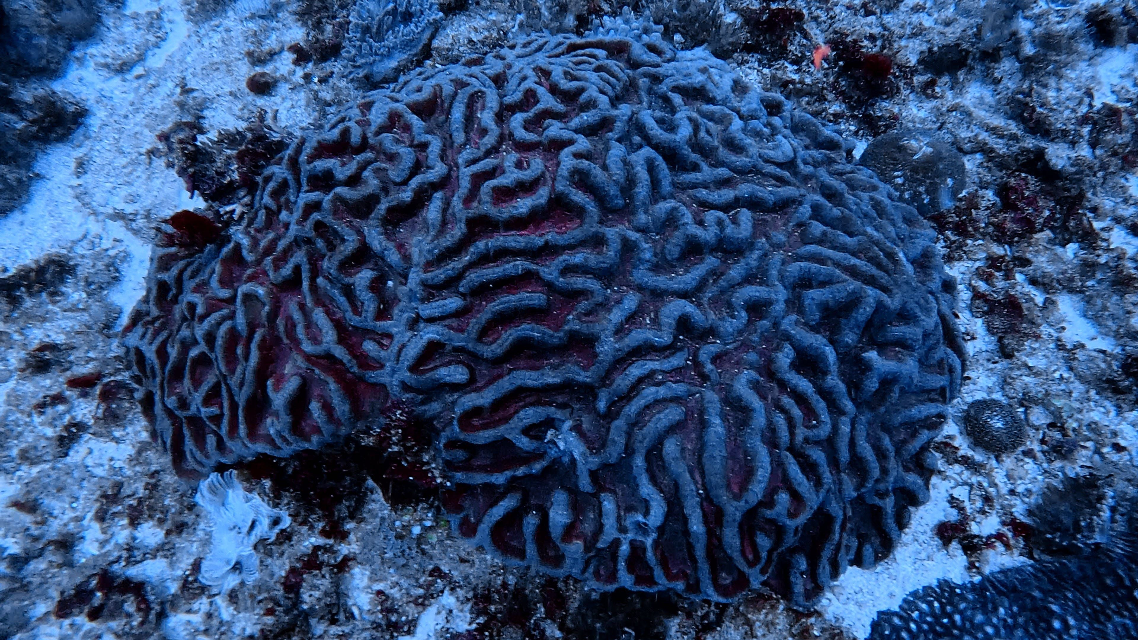 Oceanic+