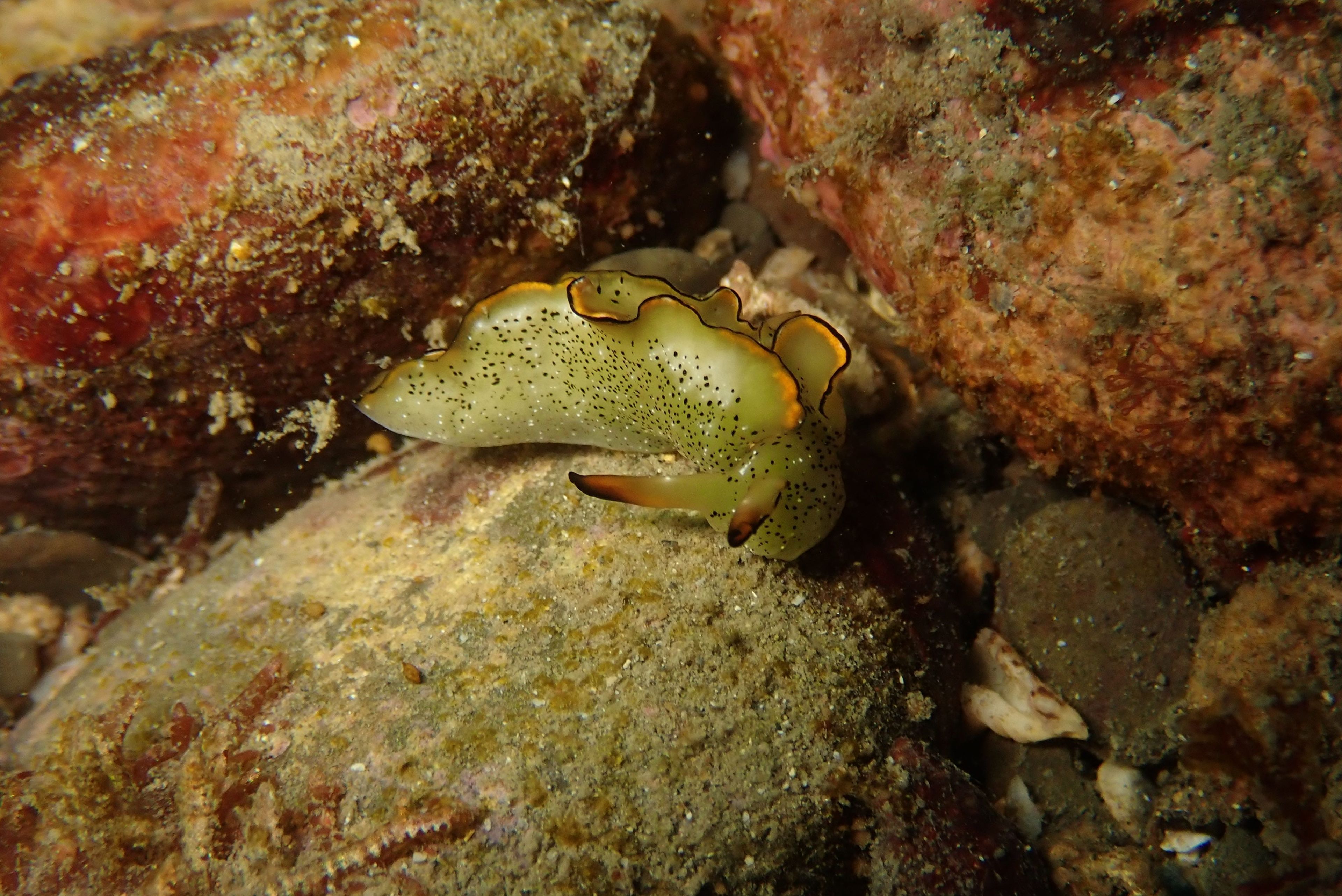 Idiving 東北角活動，穿 5mm 自潛兩節式 + 頭套背心 ，水溫 24度 舒適偏涼。配重8kg，殘氣約 30