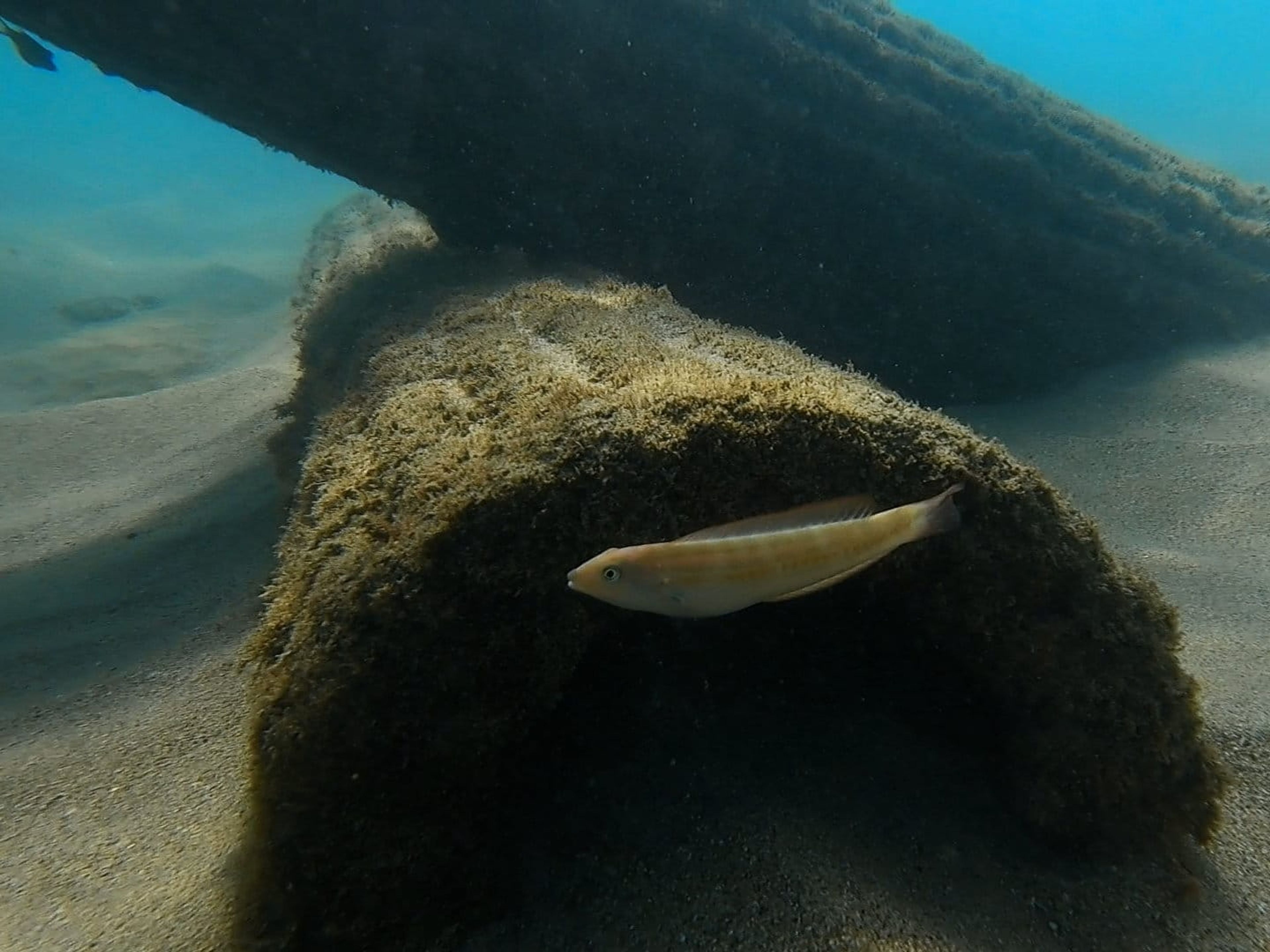 Last dive 2025