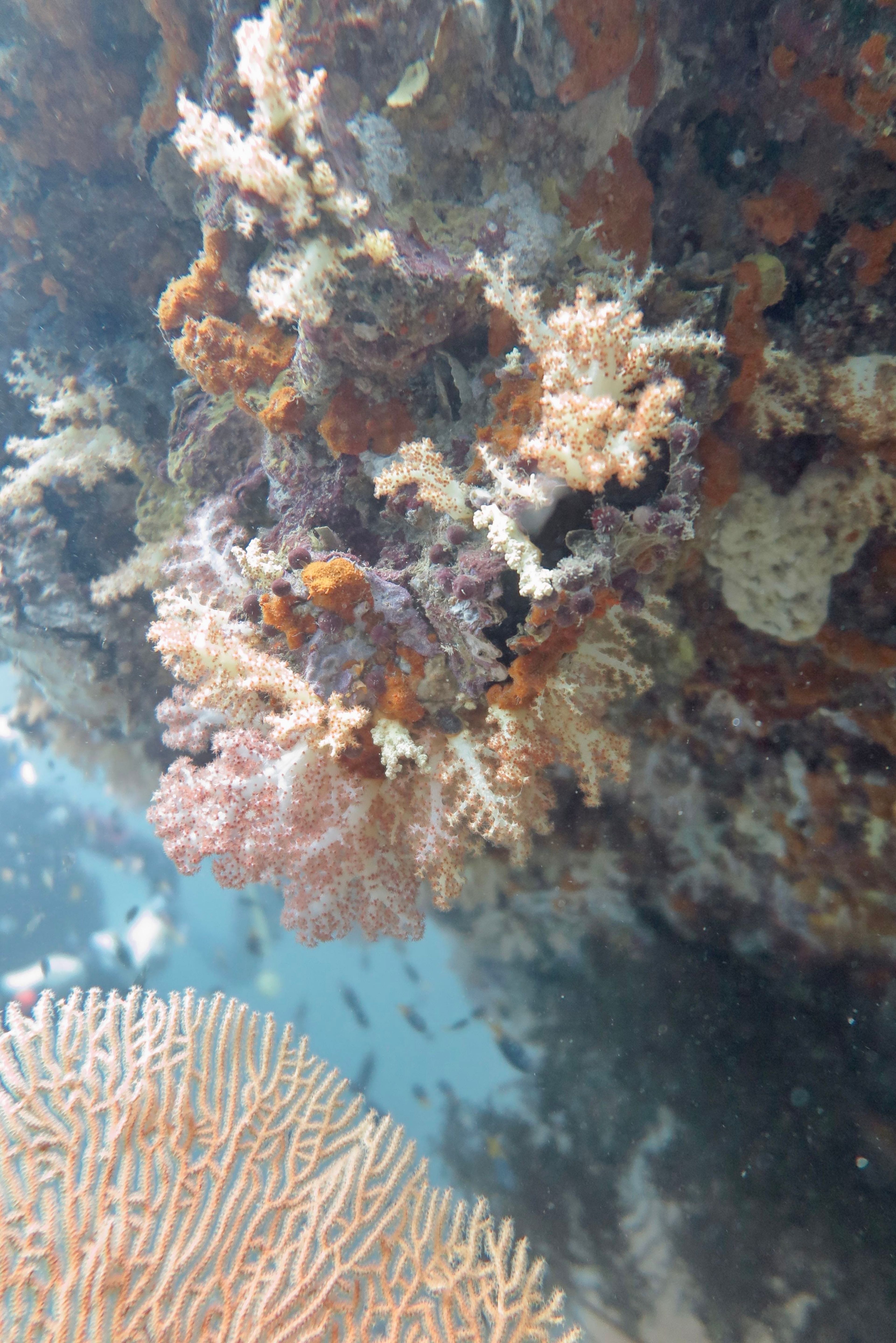 Phi phi 3 dive