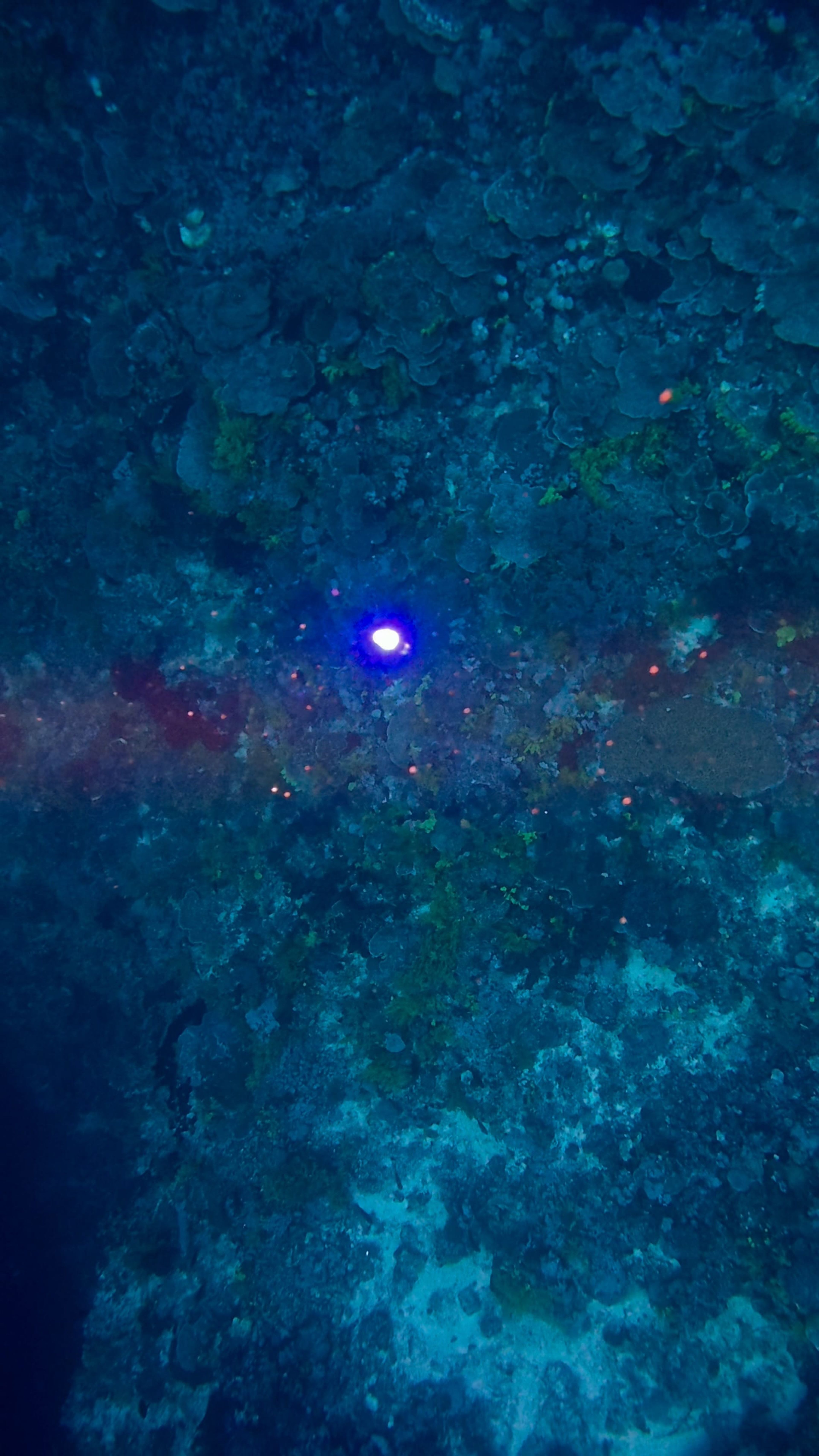 Scuba diving at East Jessie Beazley Reef
