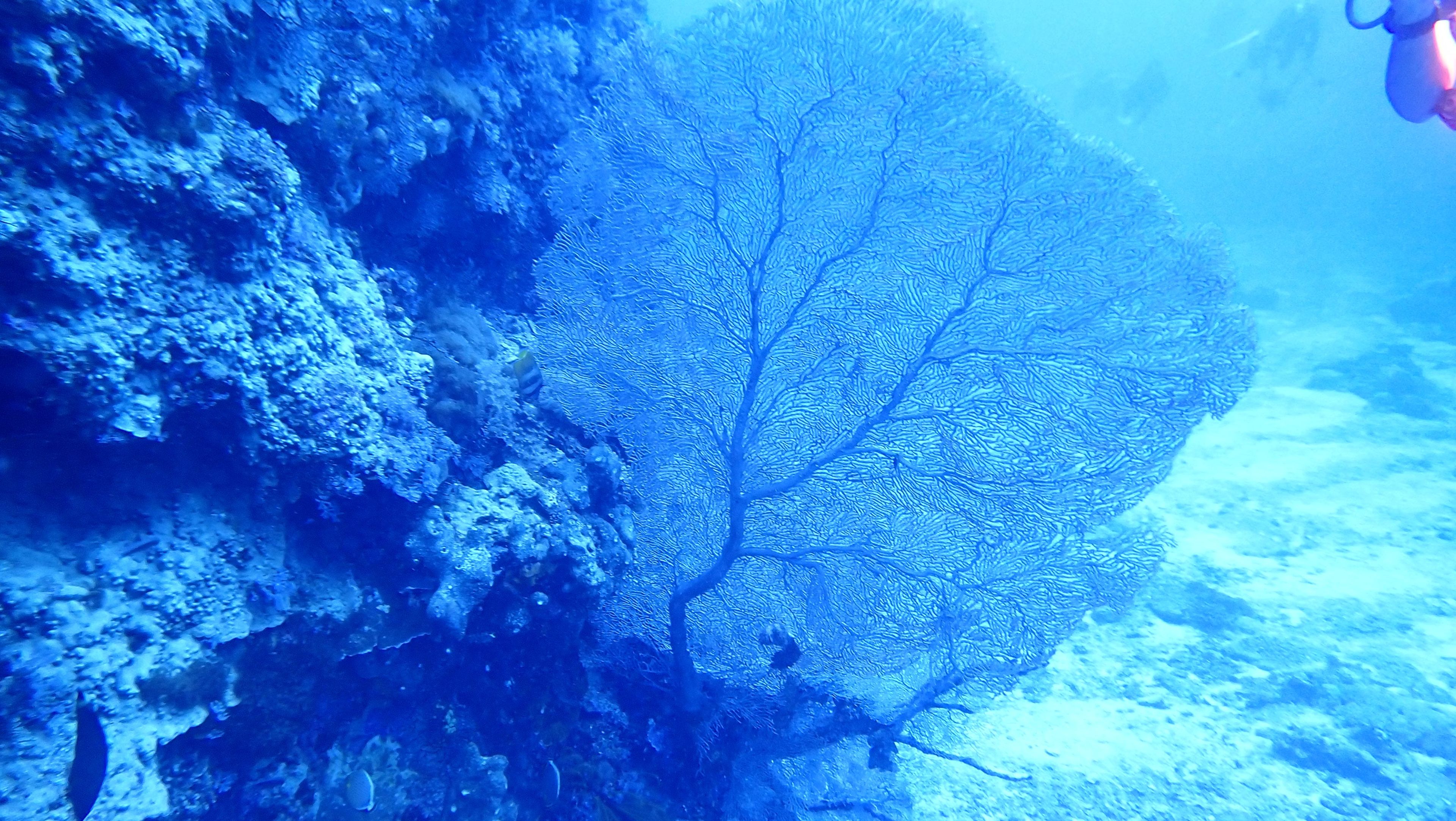 綠島鄉 單氣體潛水