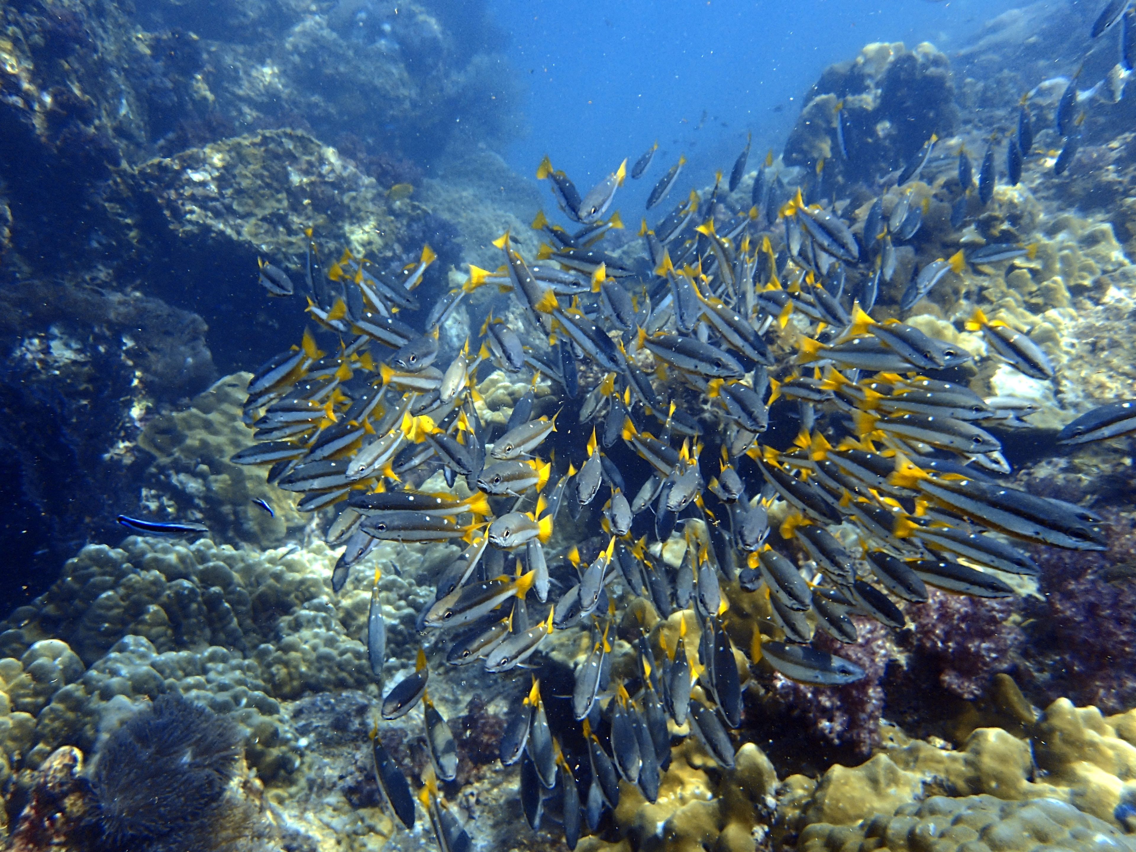 Scuba diving at Richelieu Rock