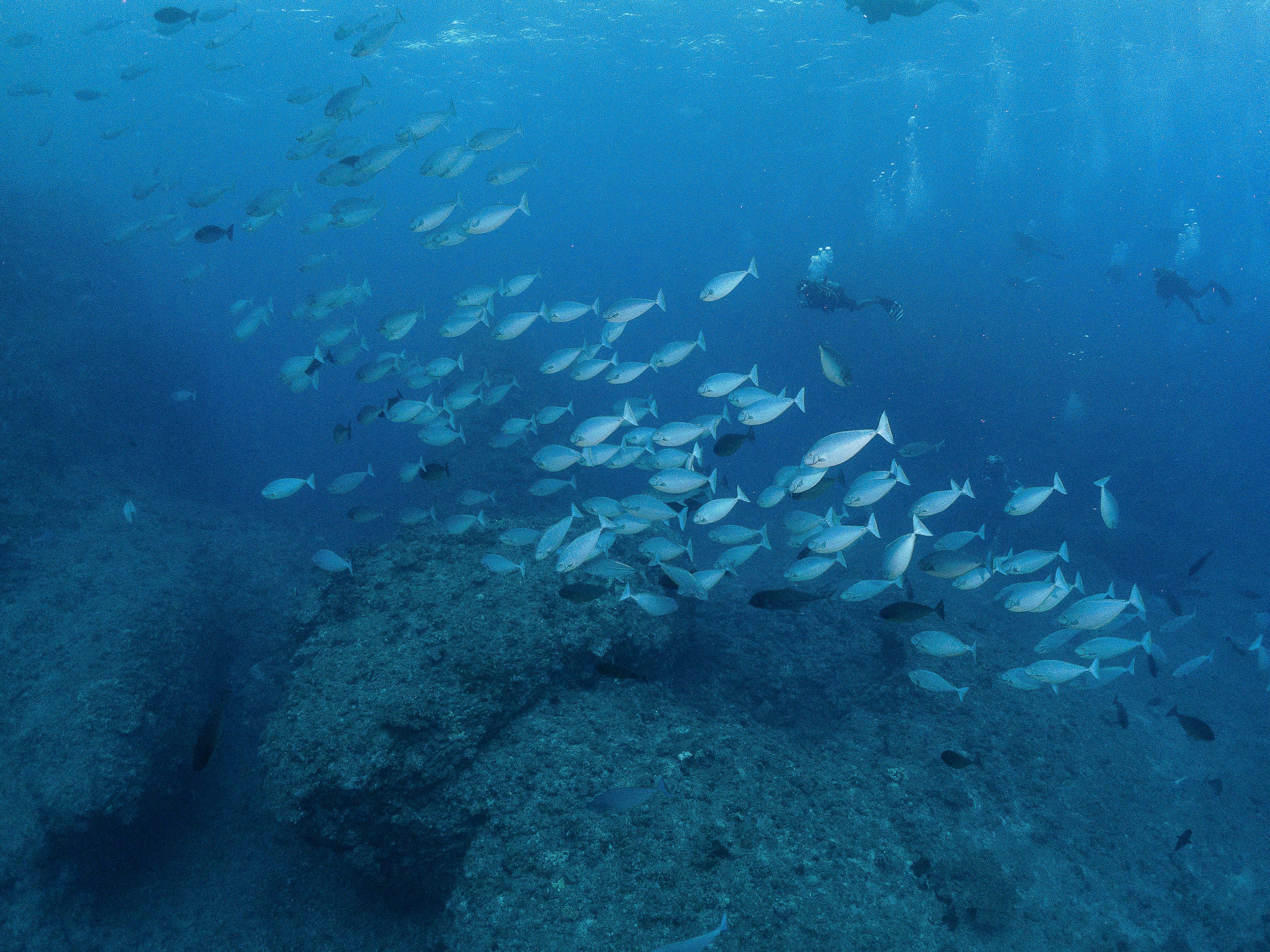 Oceanic+
