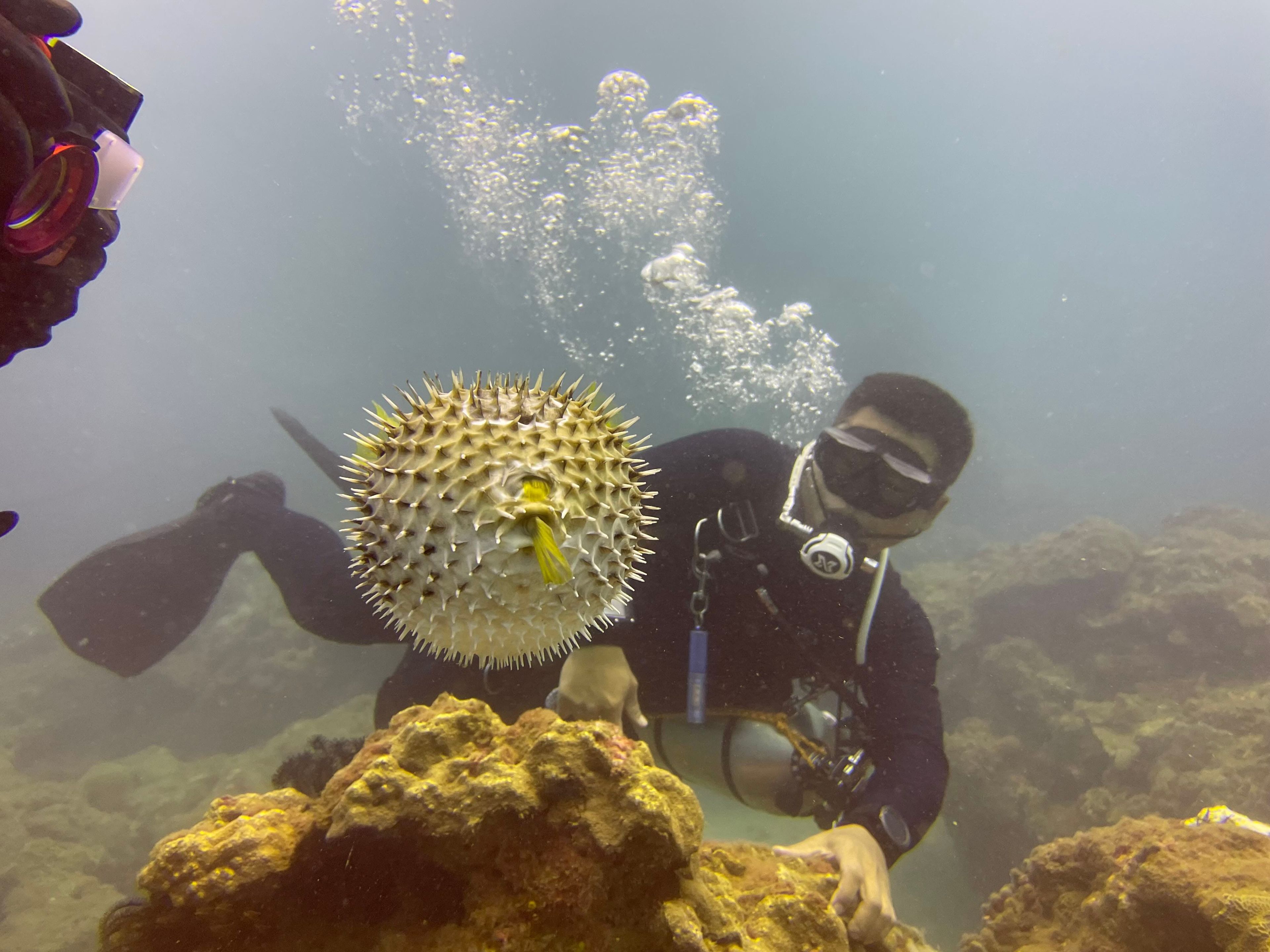 潛旅_山海_小丑魚島
