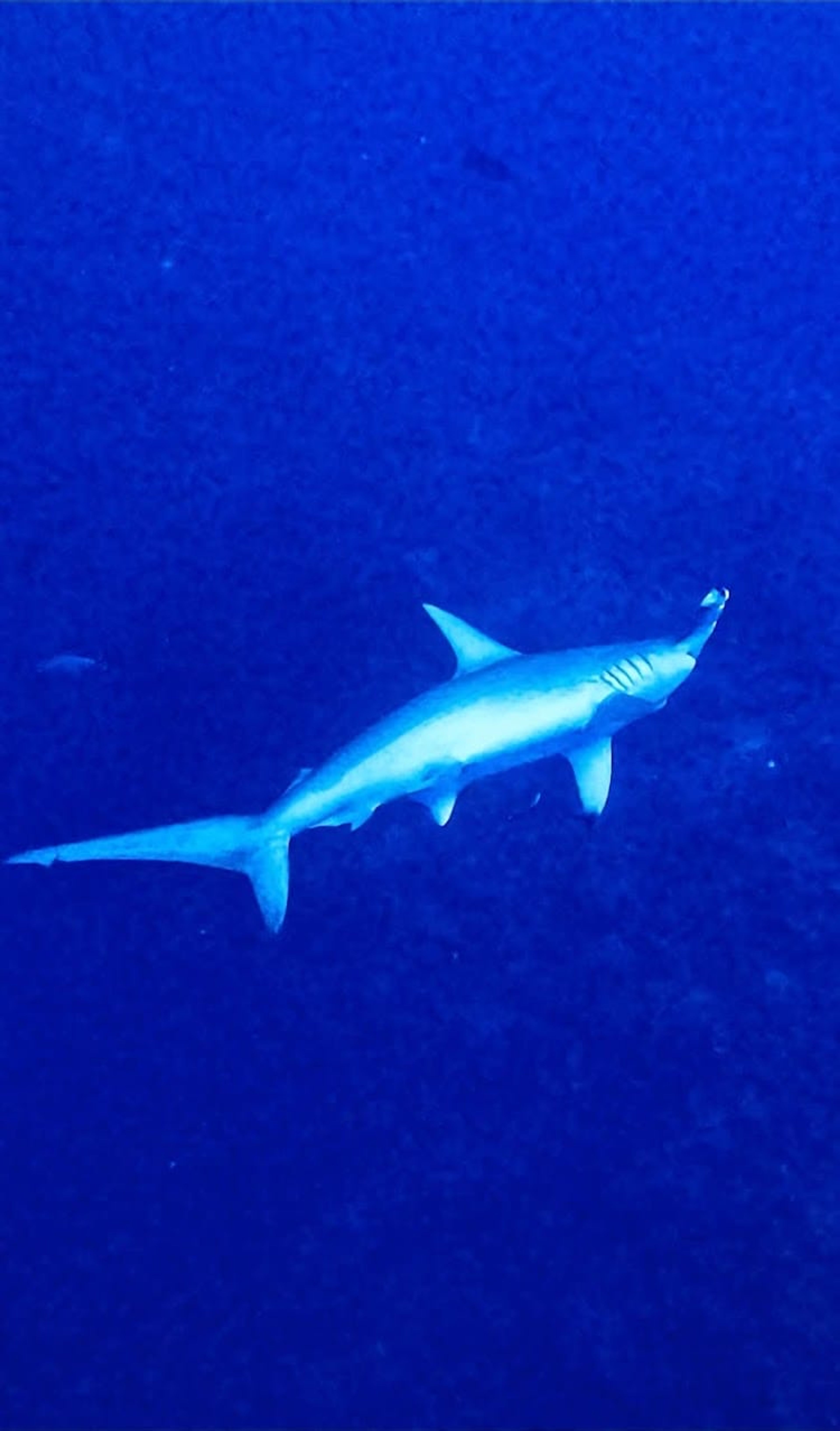 Post at Elphinstone Reef