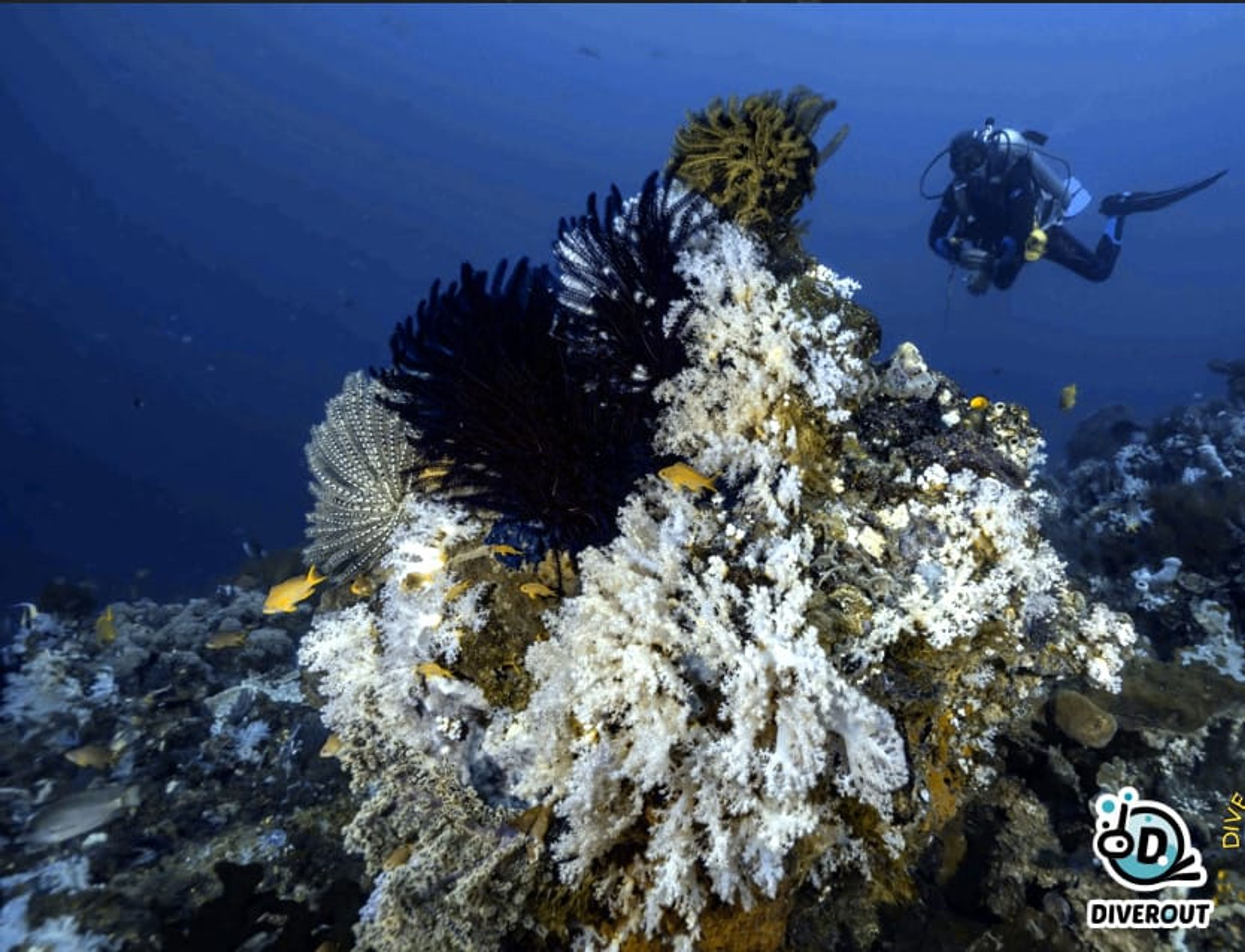 USAT Liberty Wreck