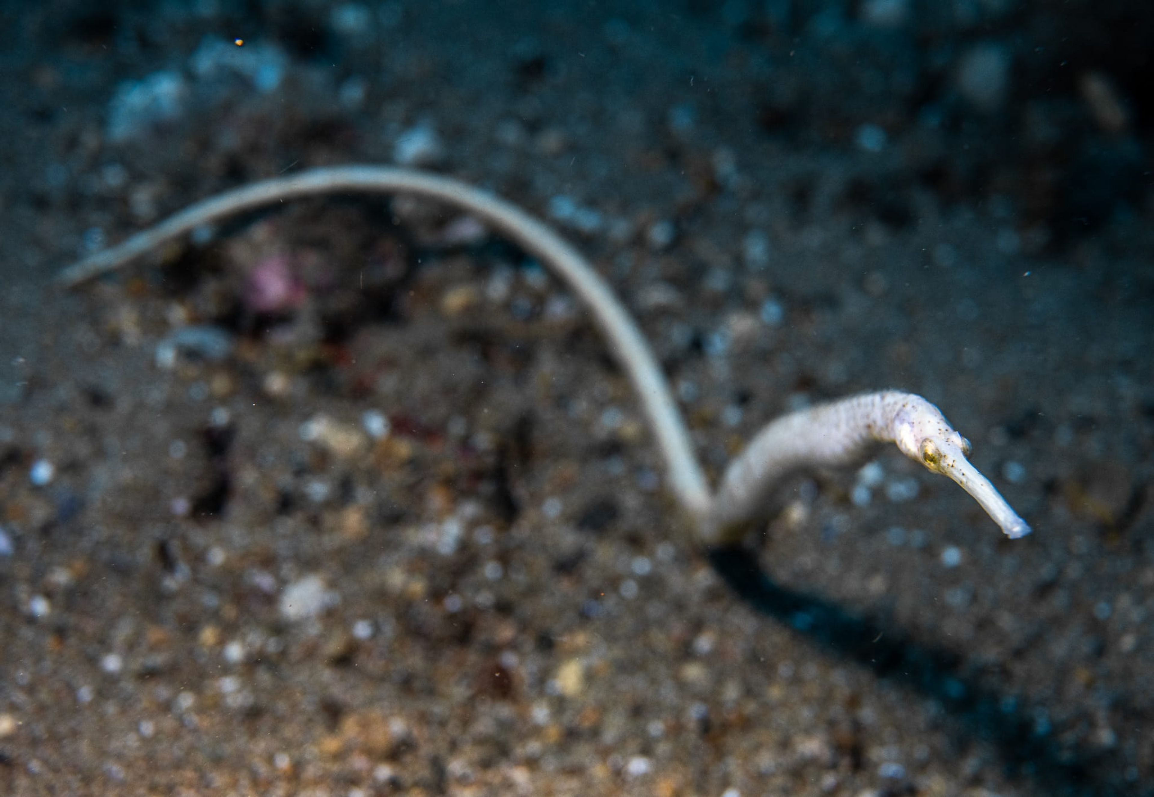 House Reef