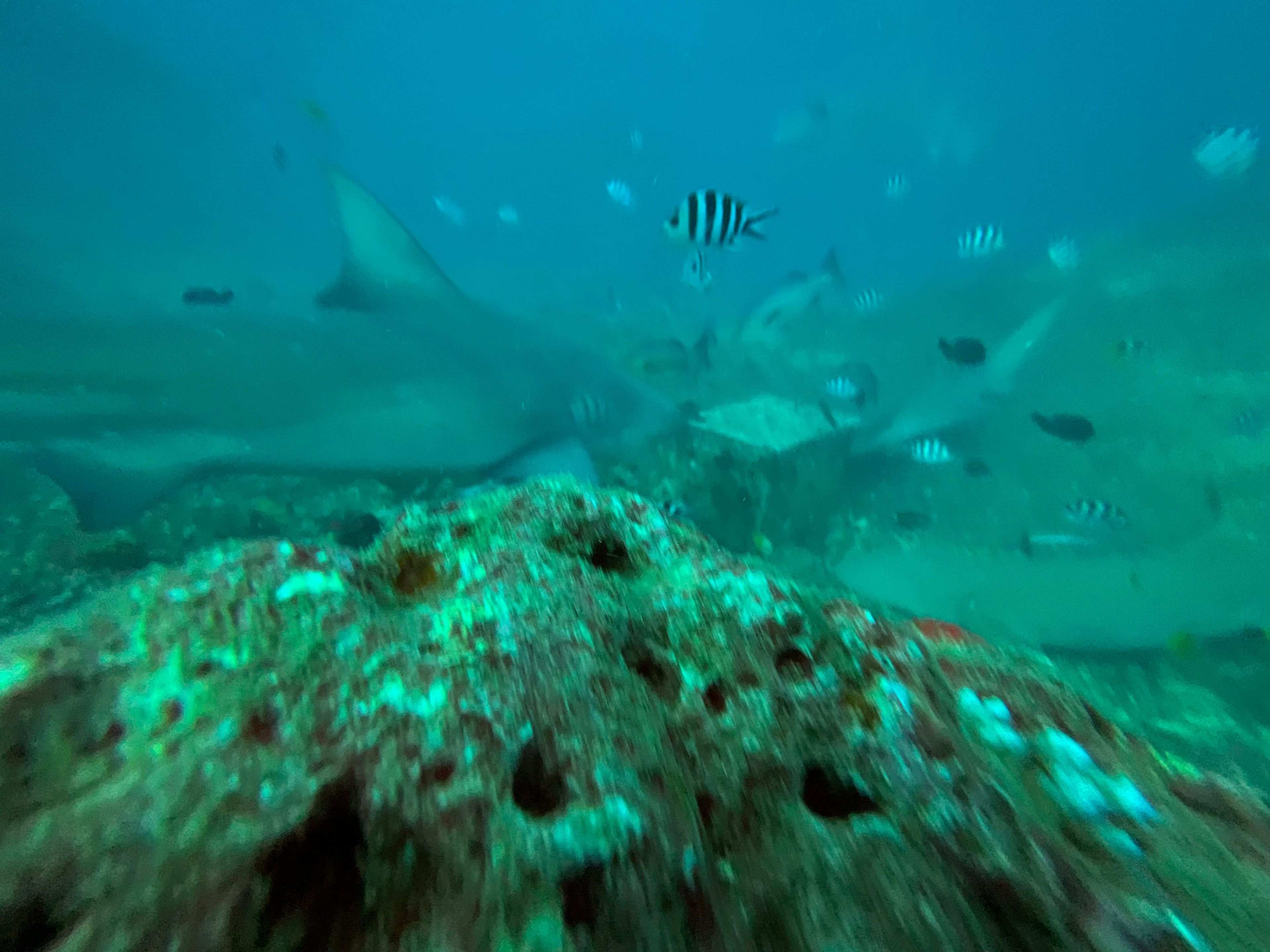 Oceanic+