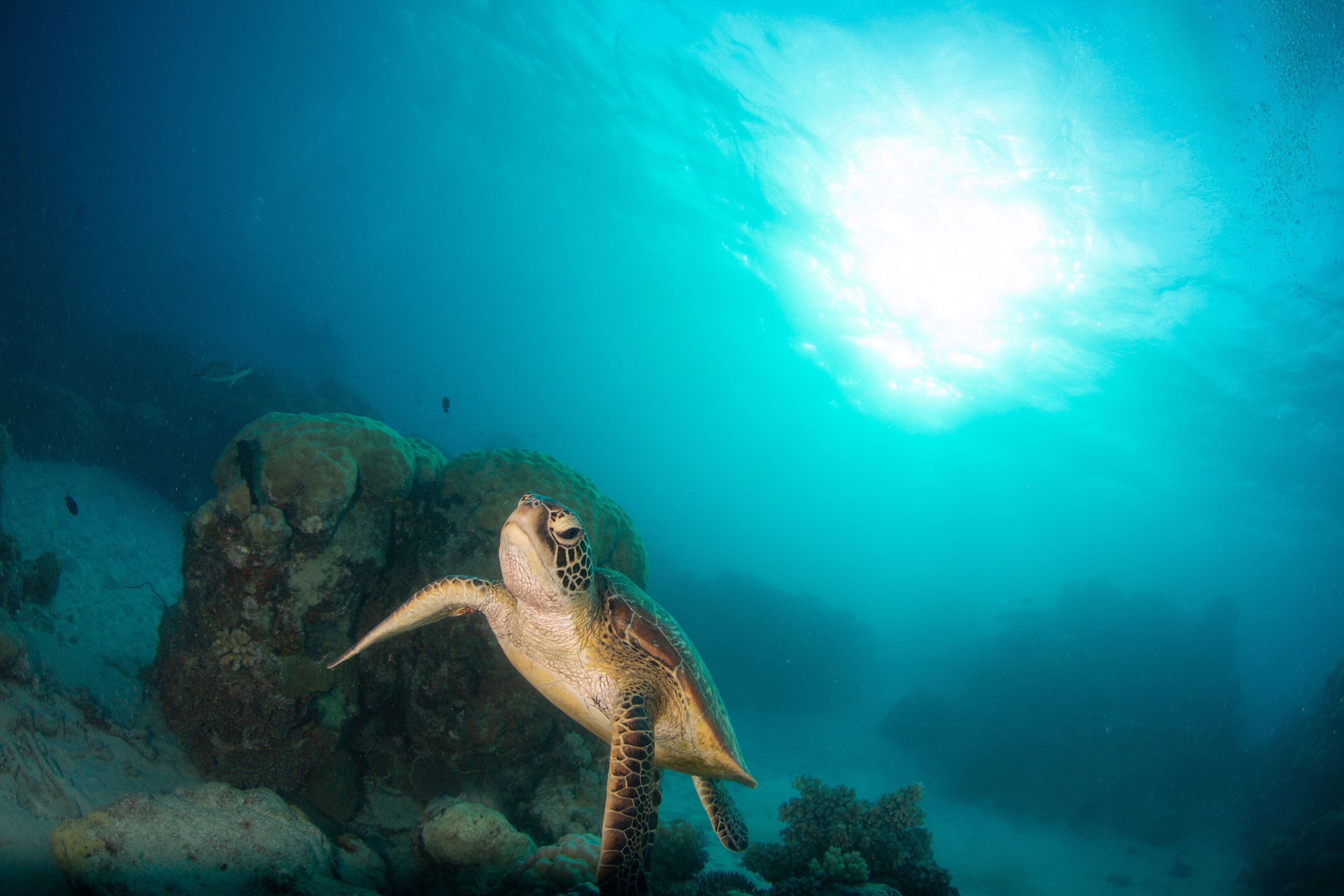 Oceanic+