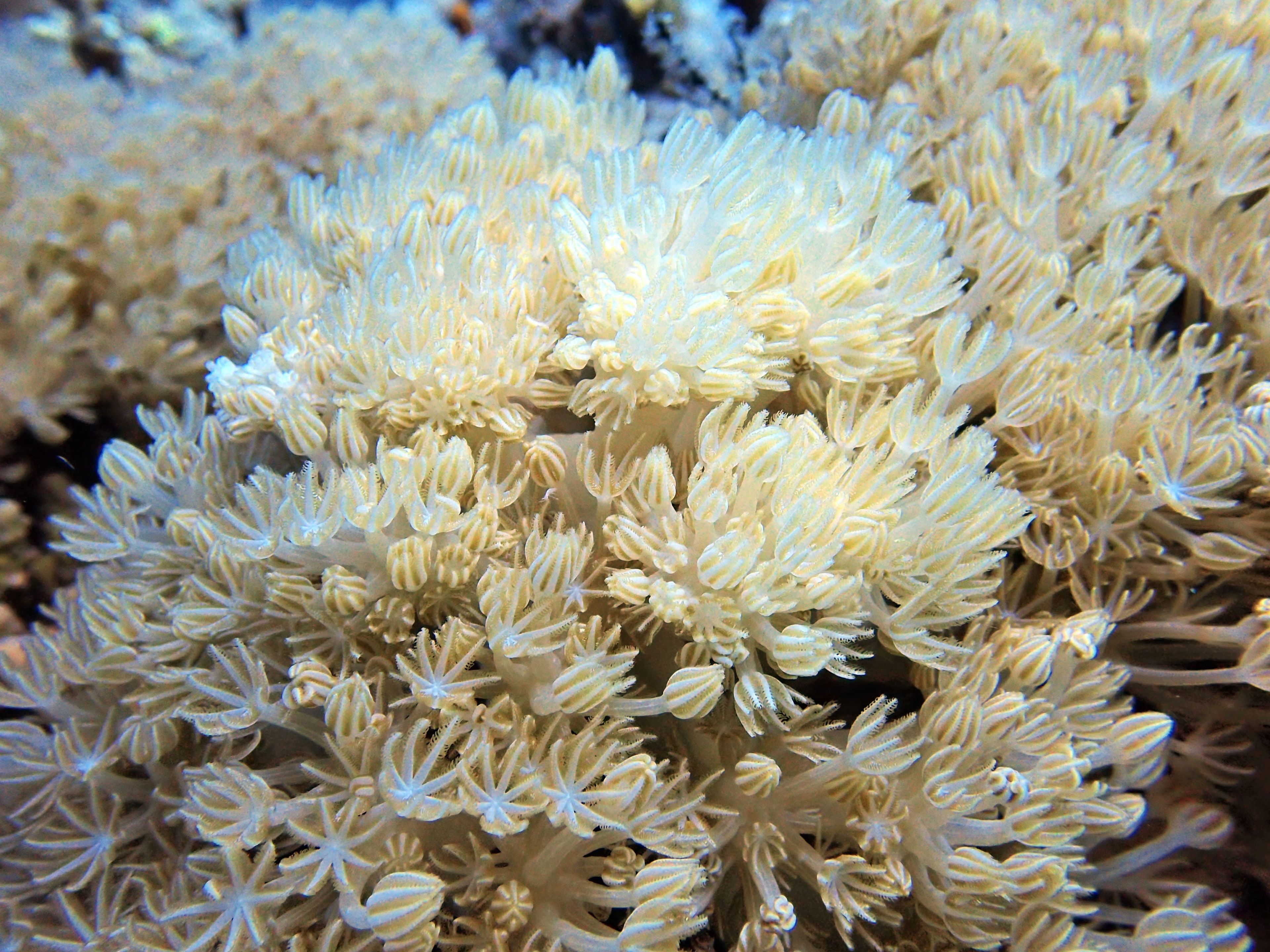 Oceanic+
