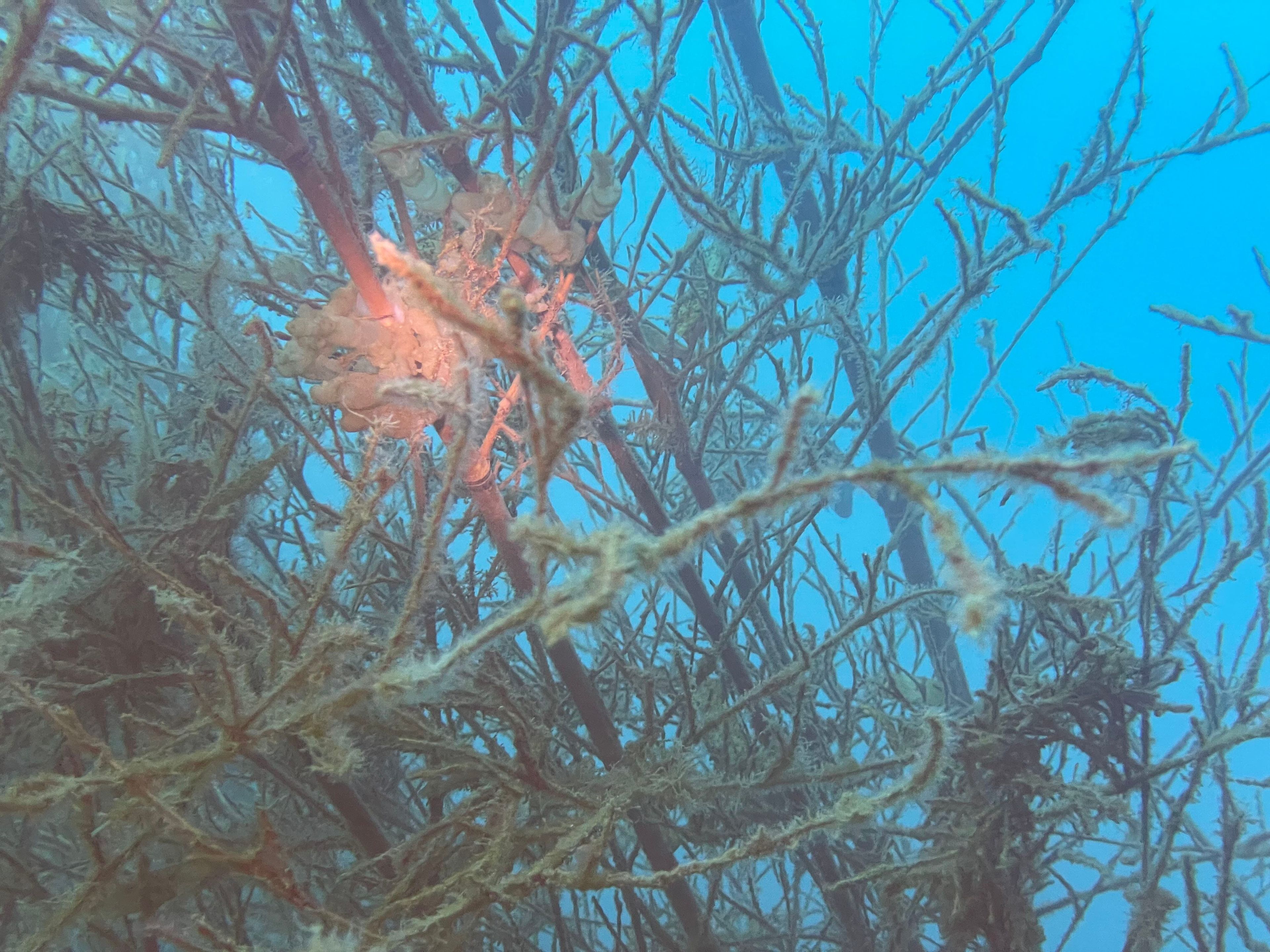 貢寮區 單氣體潛水