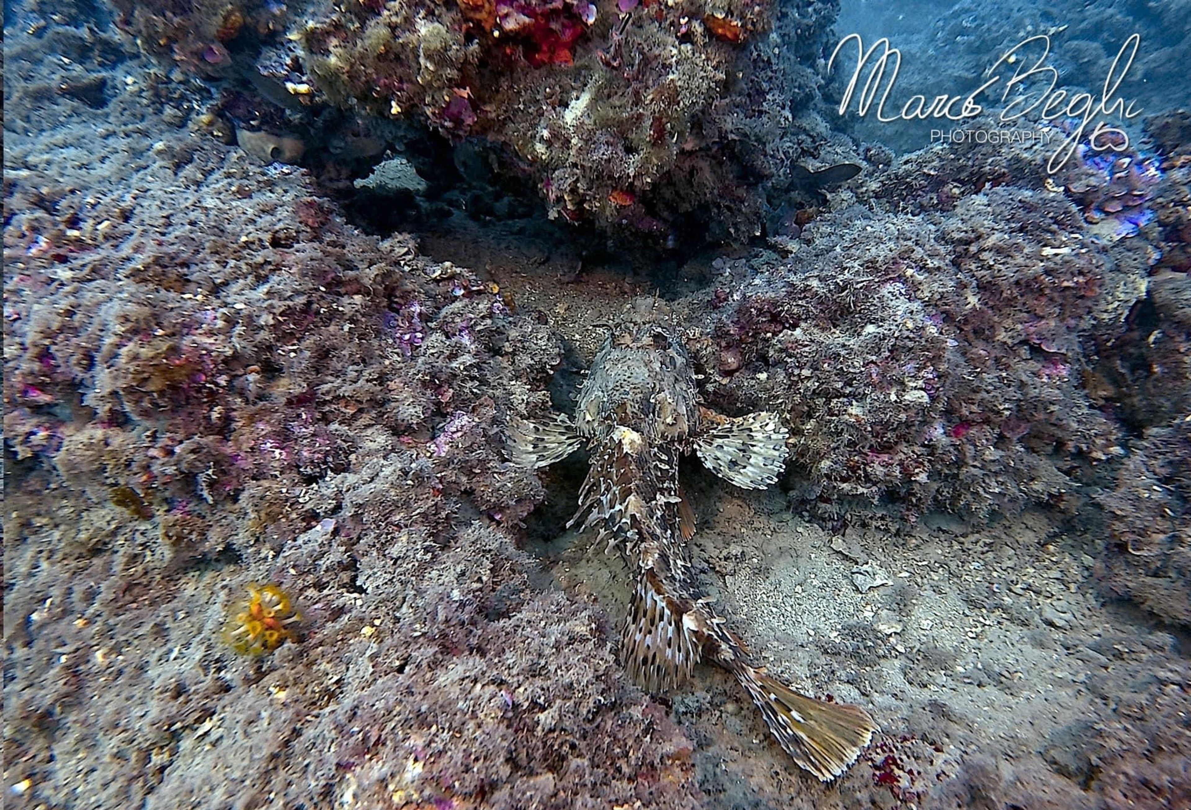 Secca Marassi, Loano, SAVONA