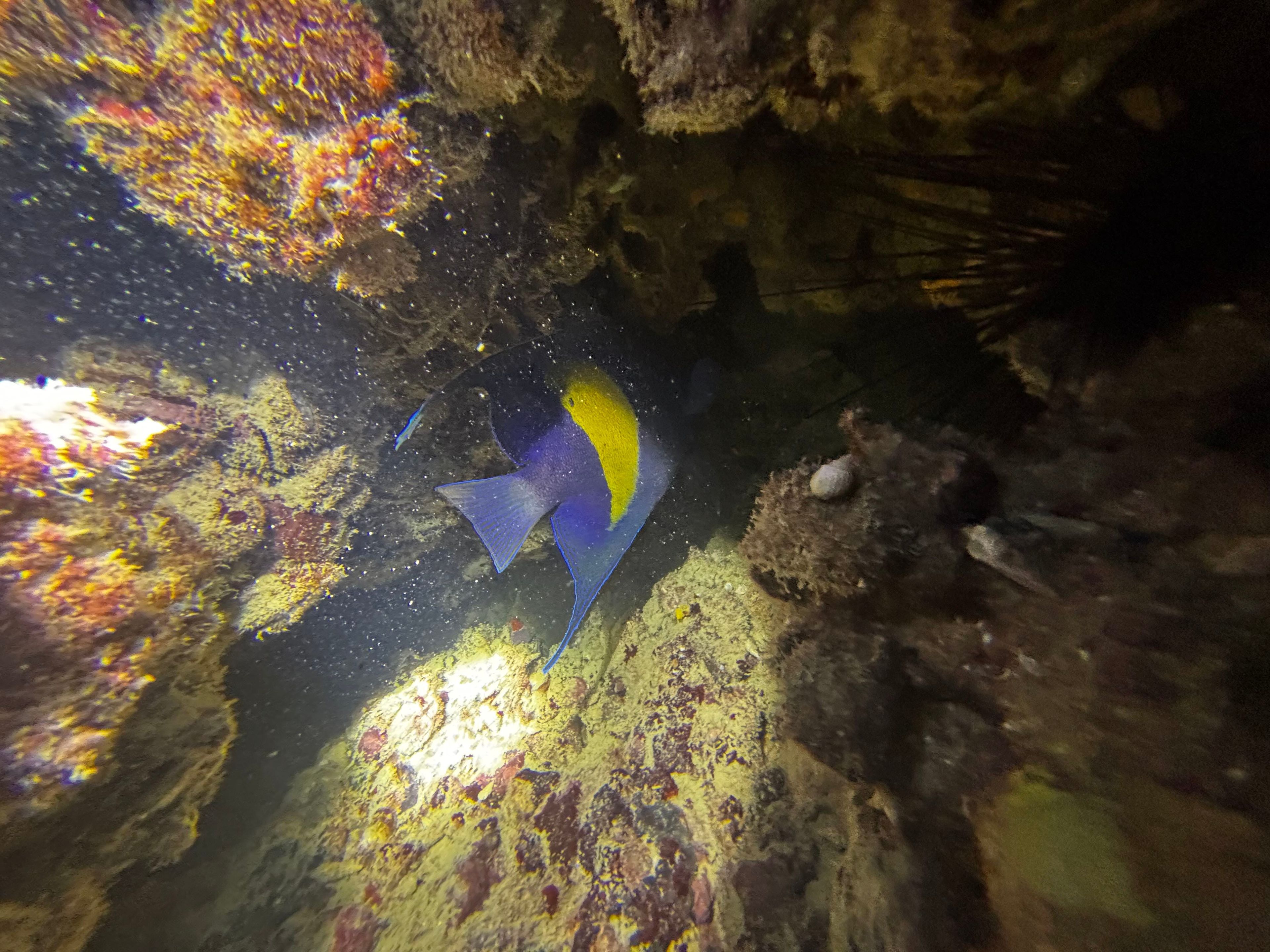 Ahmed almansouri's dive log