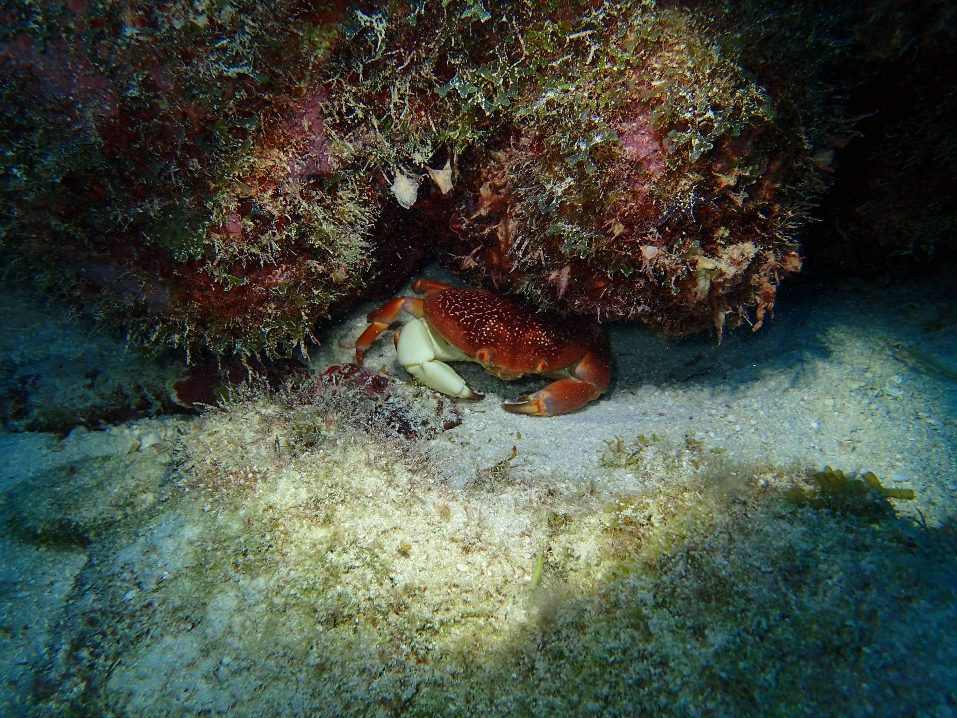 French Reef