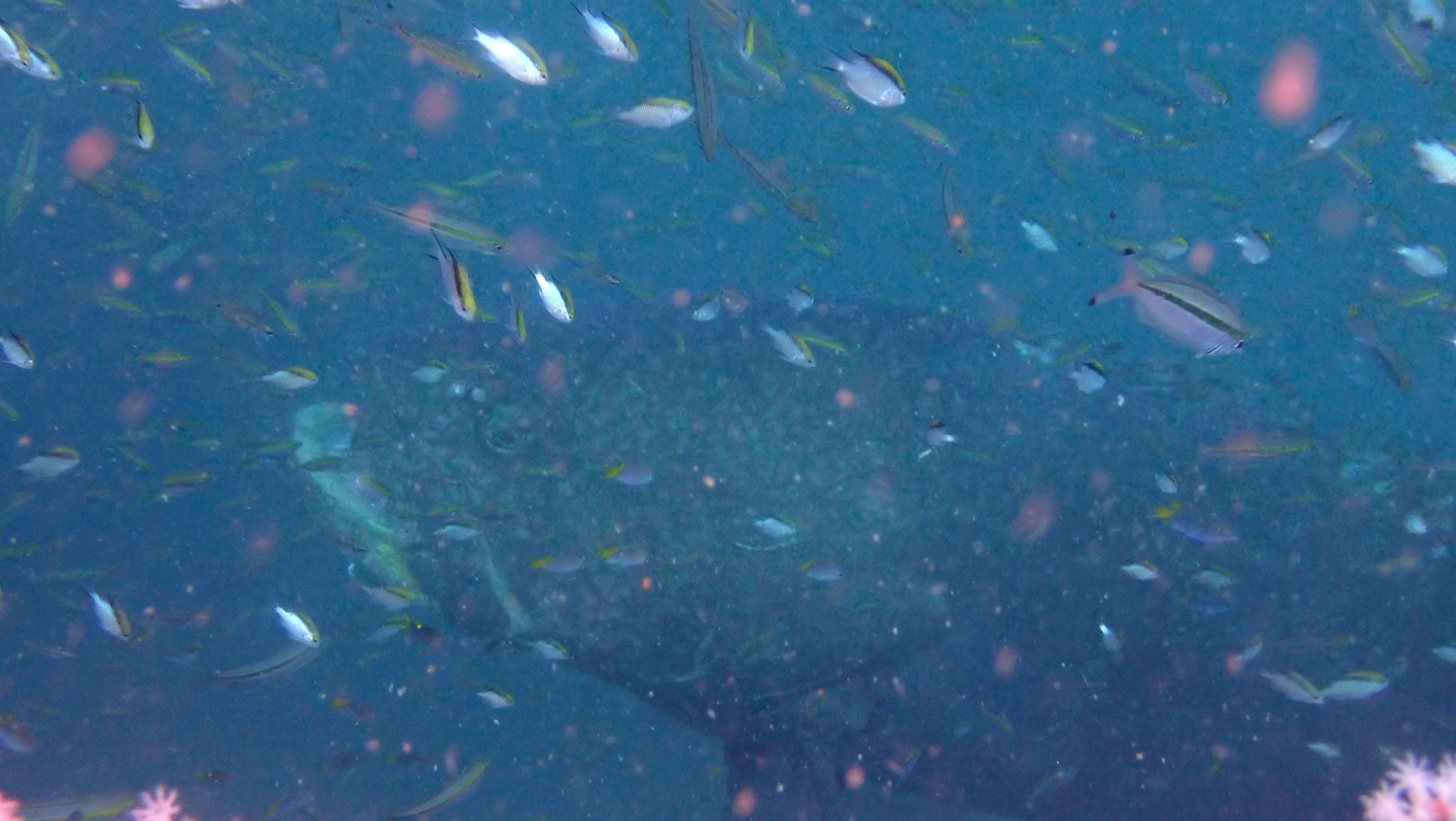Oceanic+