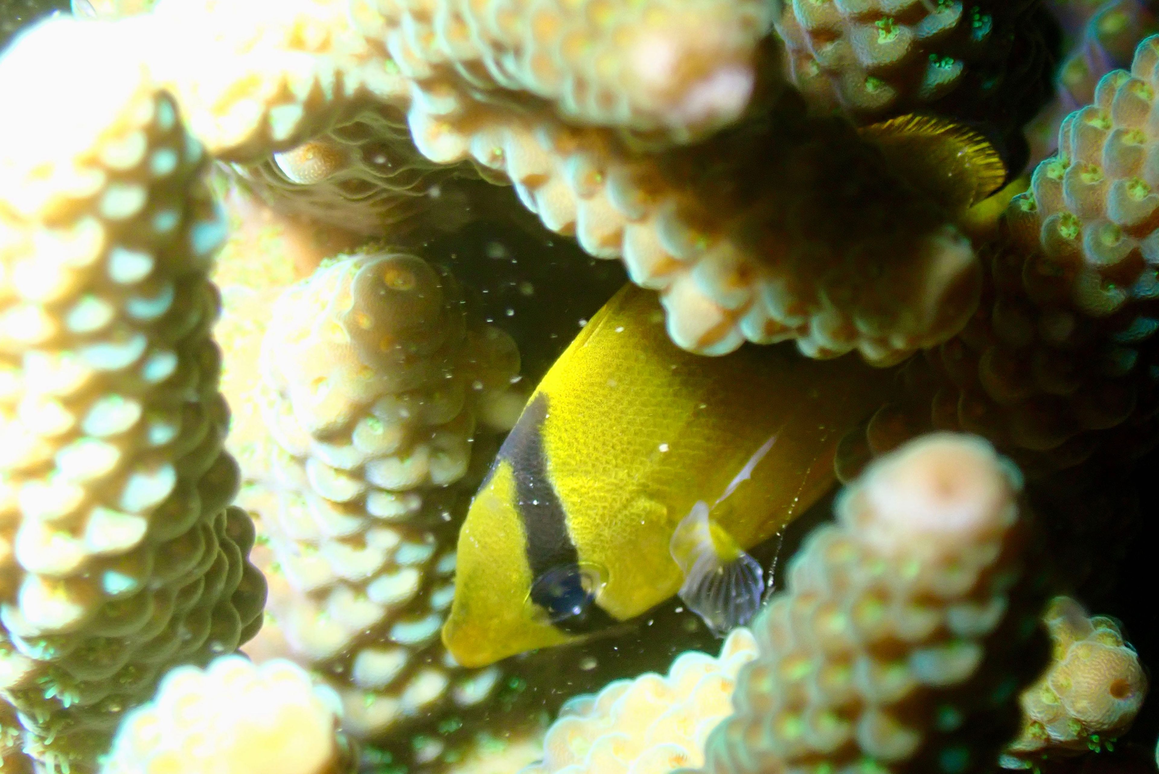 Scuba diving at Sharp Island 橋咀南