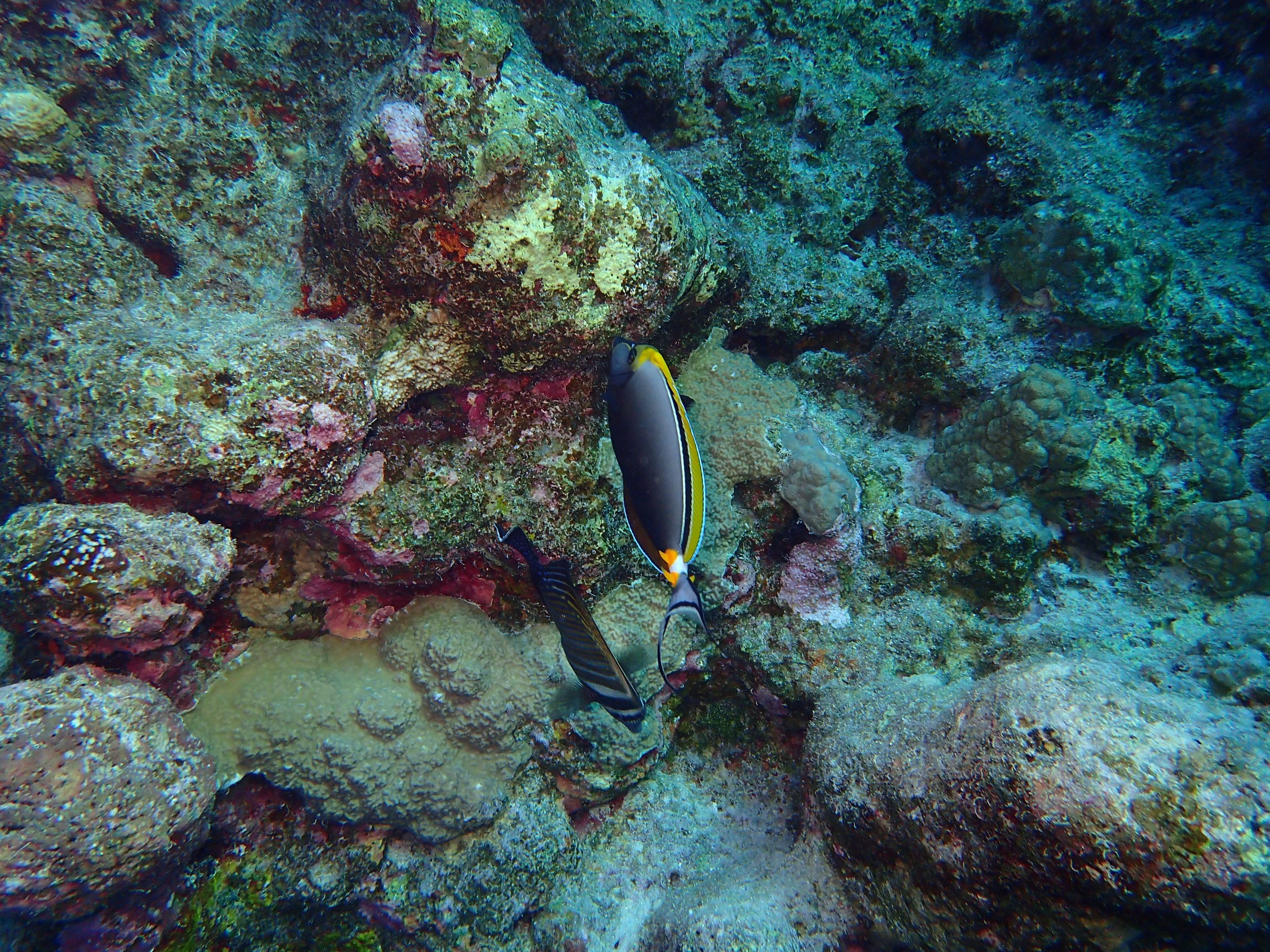 Shaab Marsa Alam