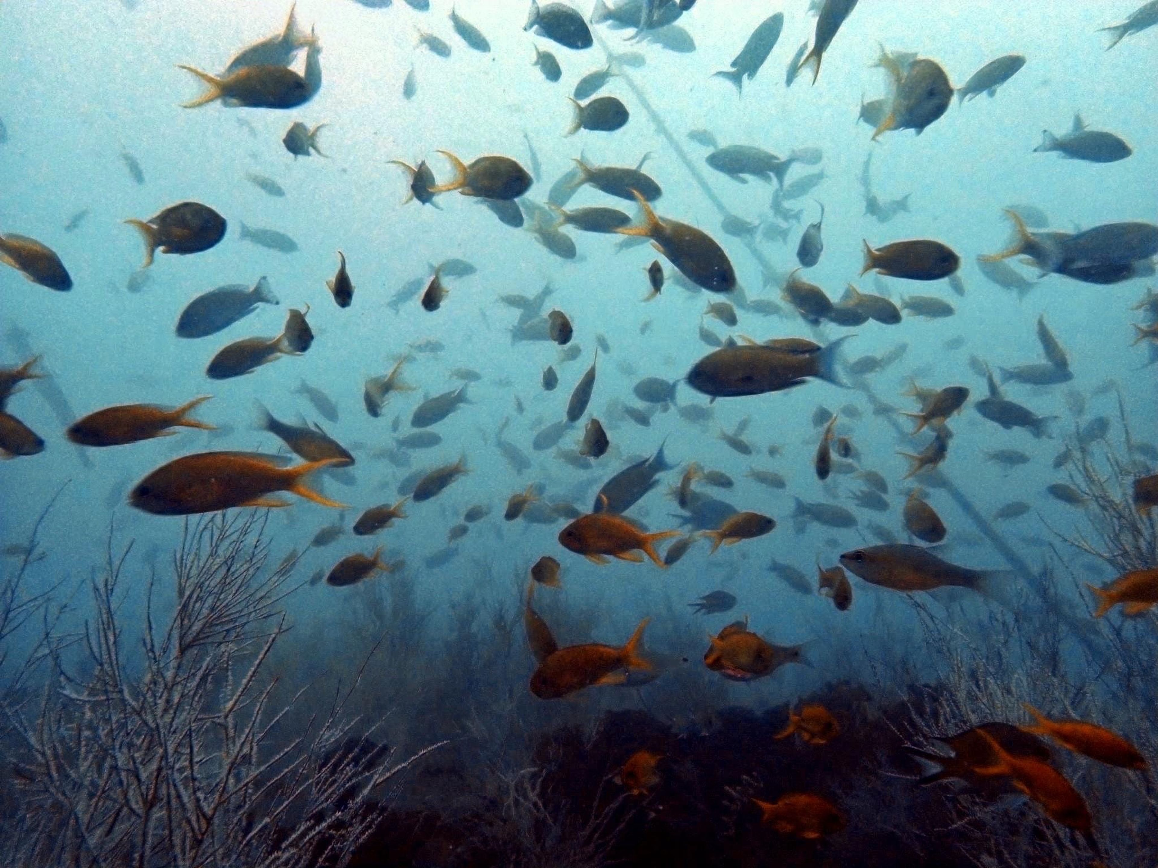 Scuba diving at 82.5