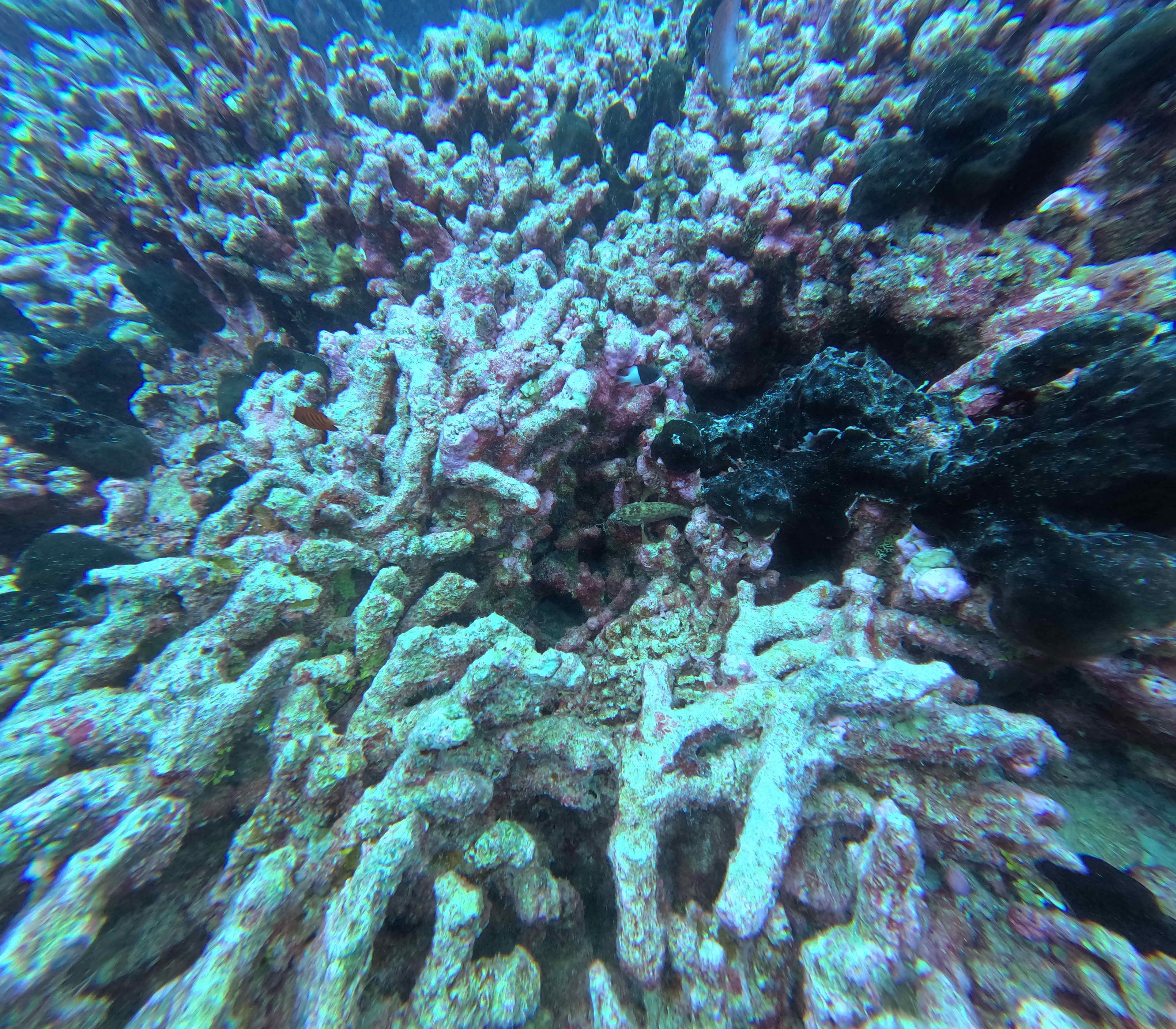 Fakarava ohotu 9