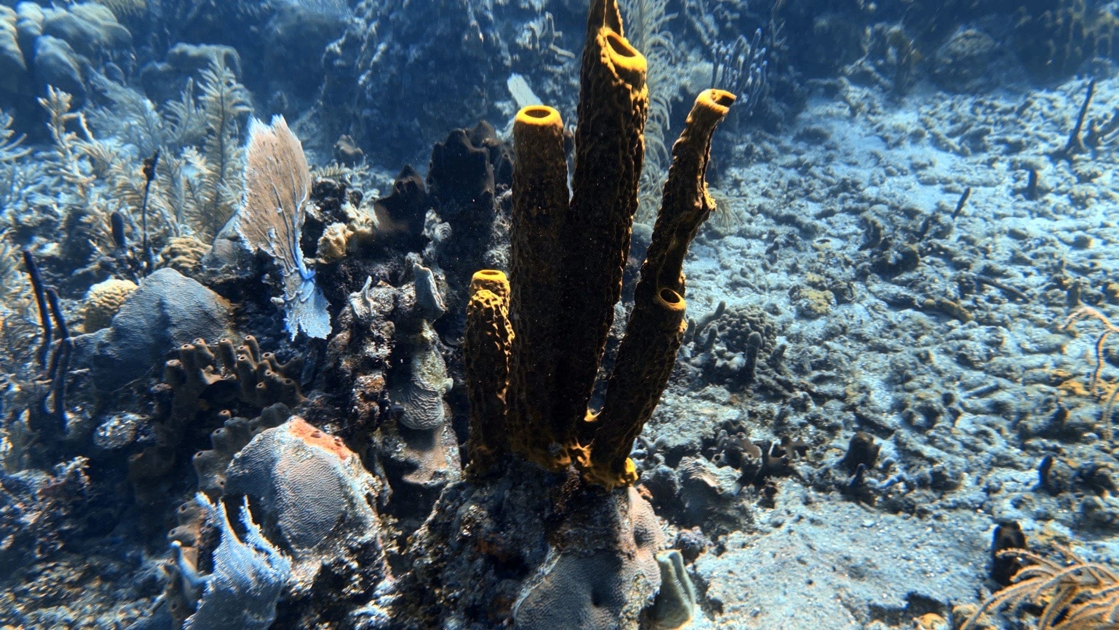 Isla Catalina