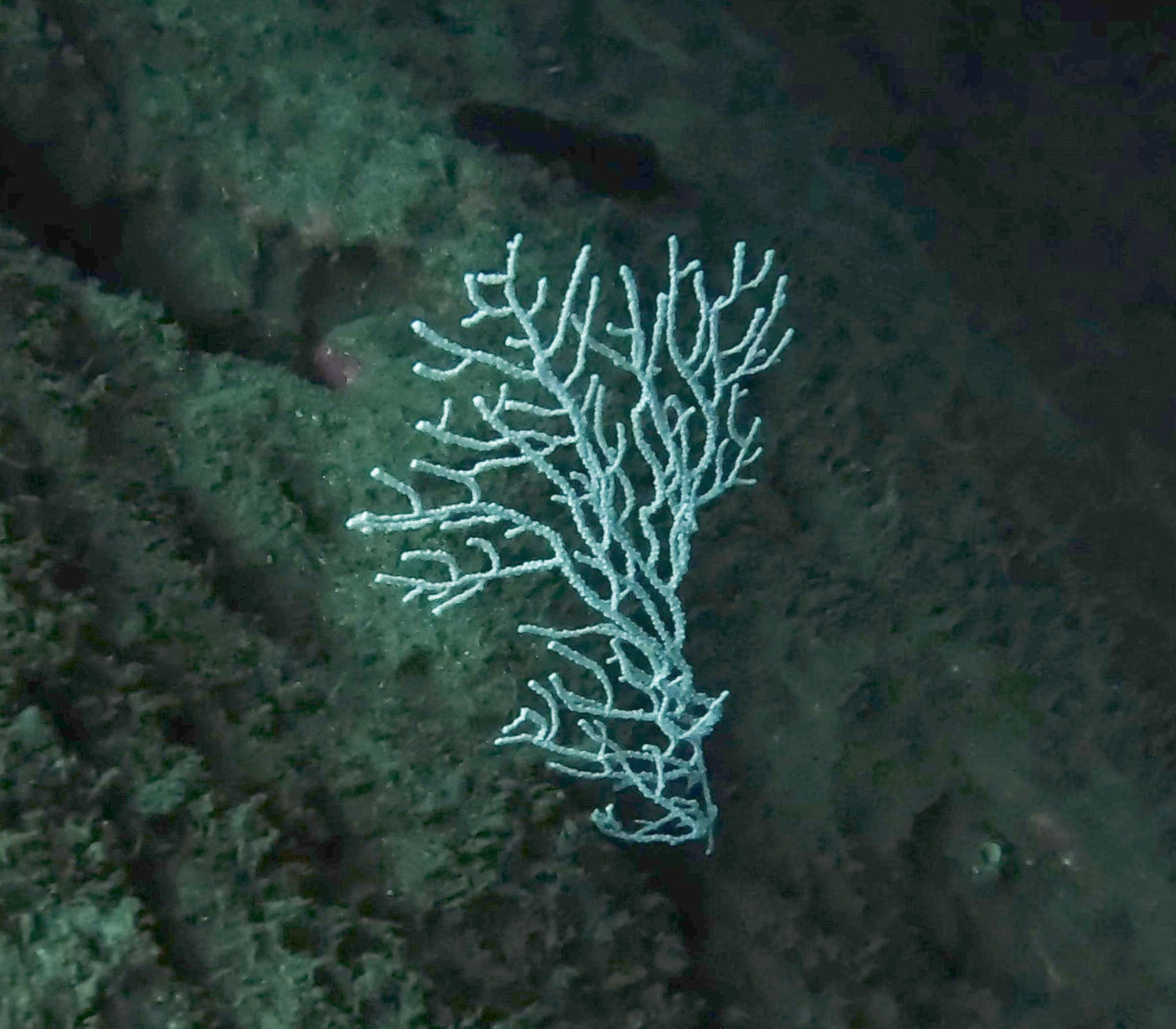 Scuba diving at Muro Cristales