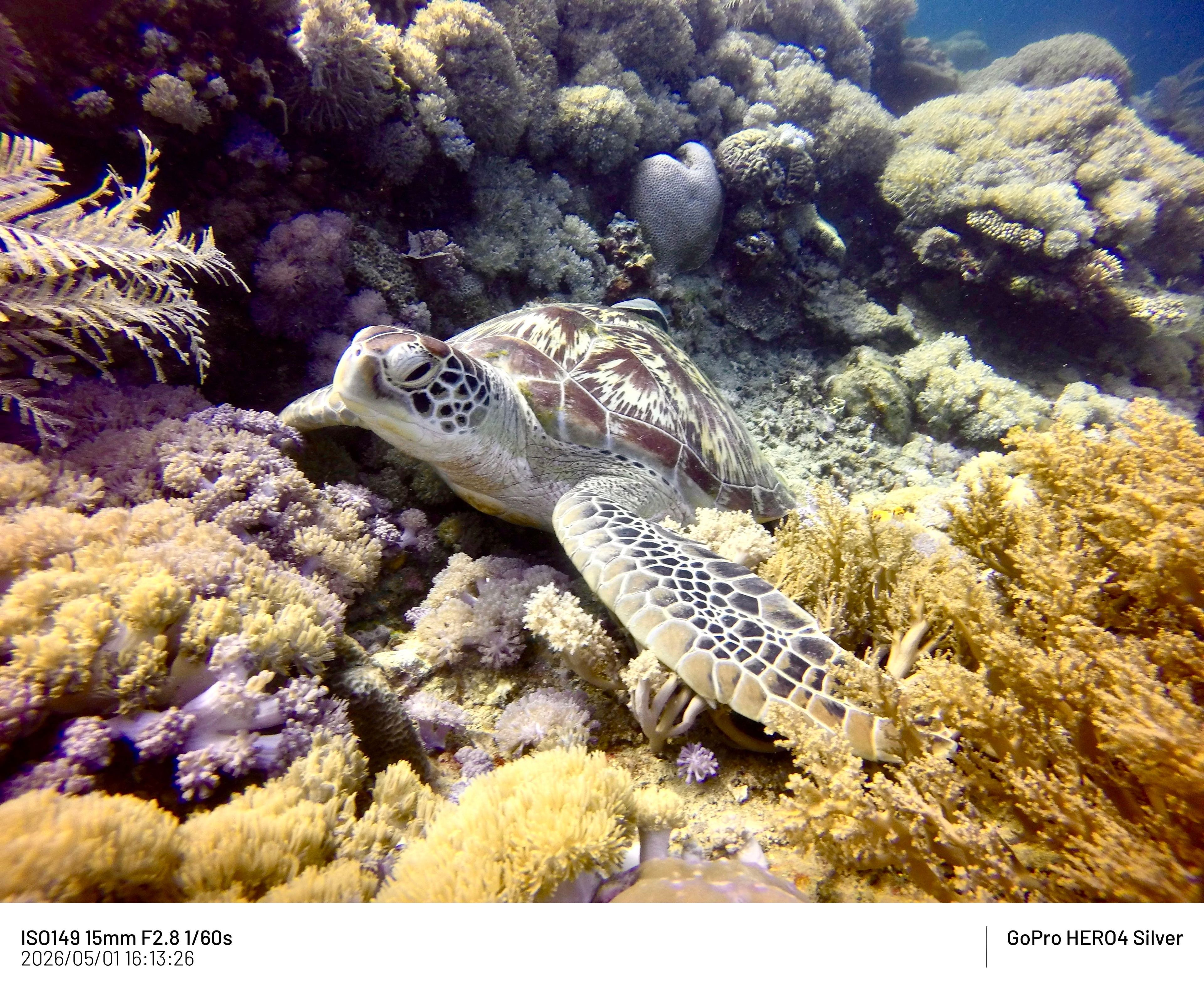 Scuba diving at Alma Jane