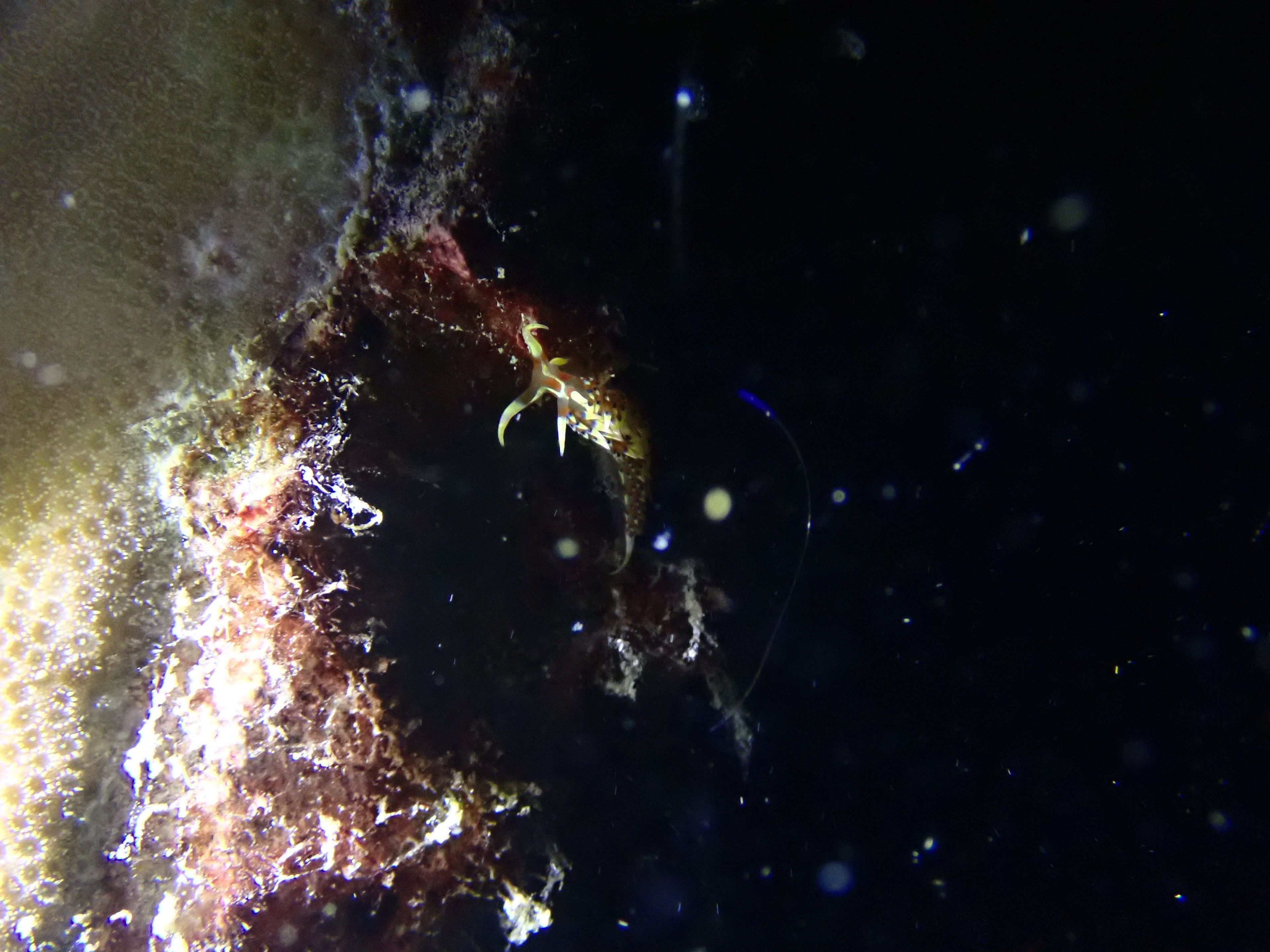 The Phinisi Day 2: Dive 4
