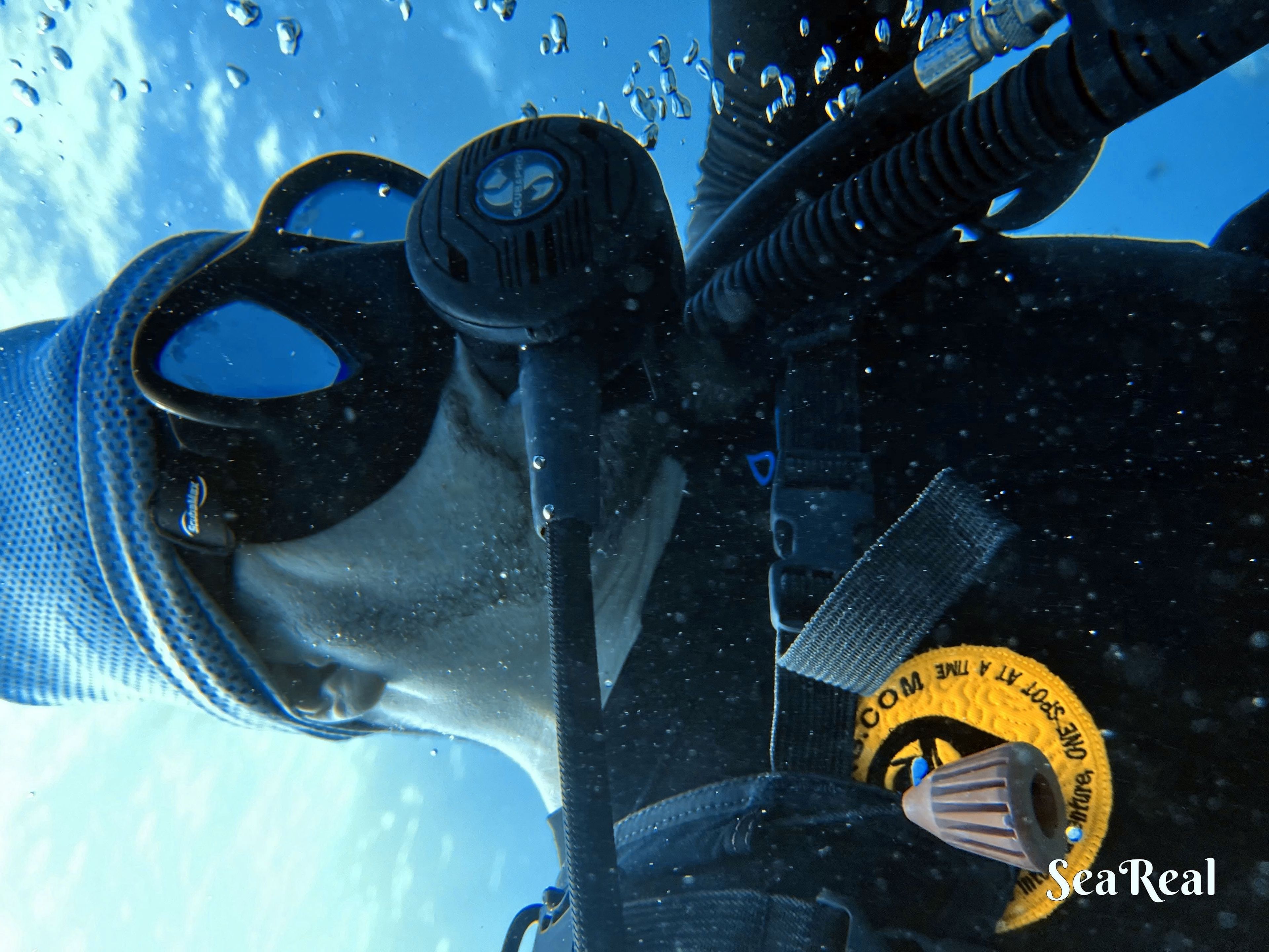 Spot Diving's dive log