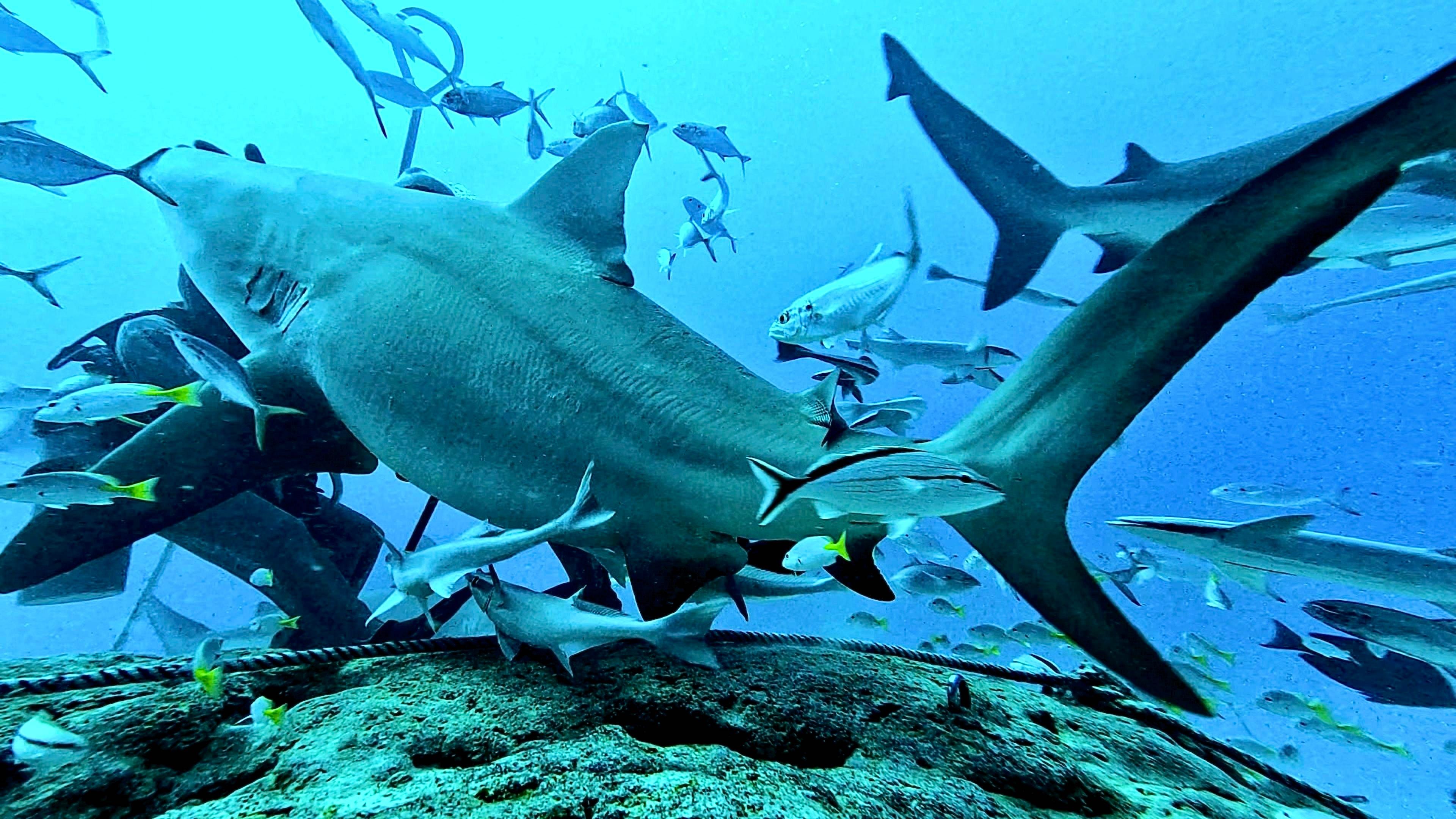 Tiburon Toro