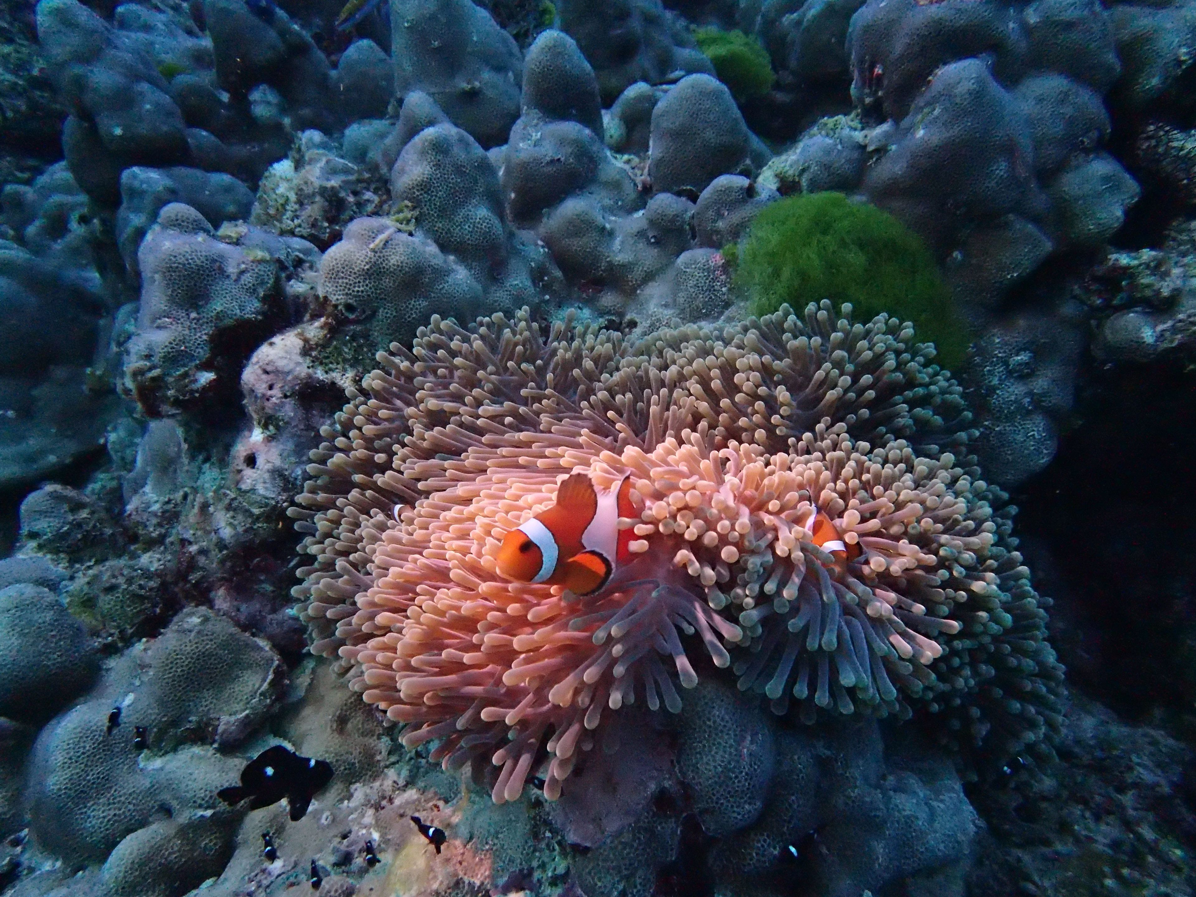 Scuba diving at Koh Bon Similan National Park