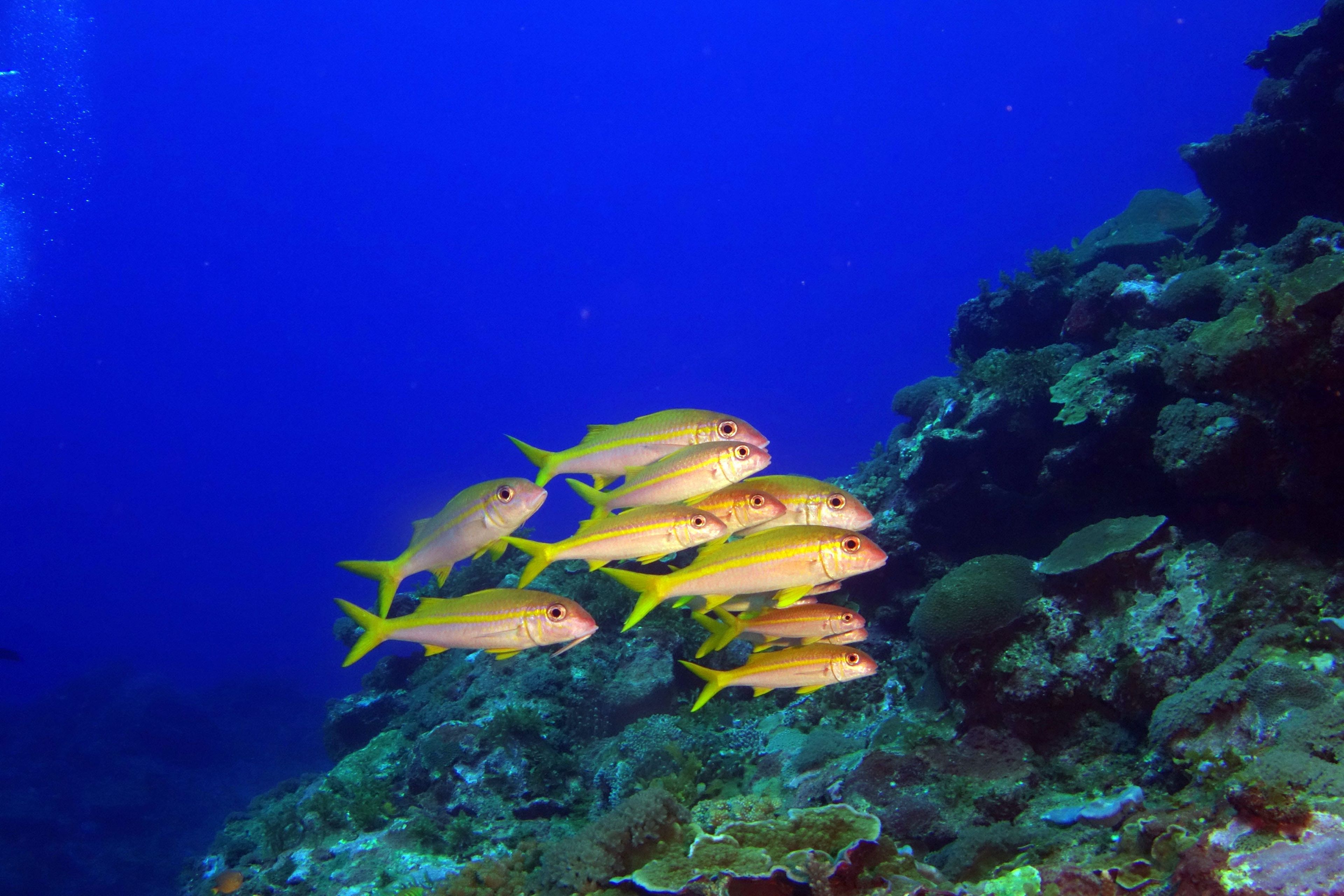 Scuba diving at 玉女岩 Ji-mavonot