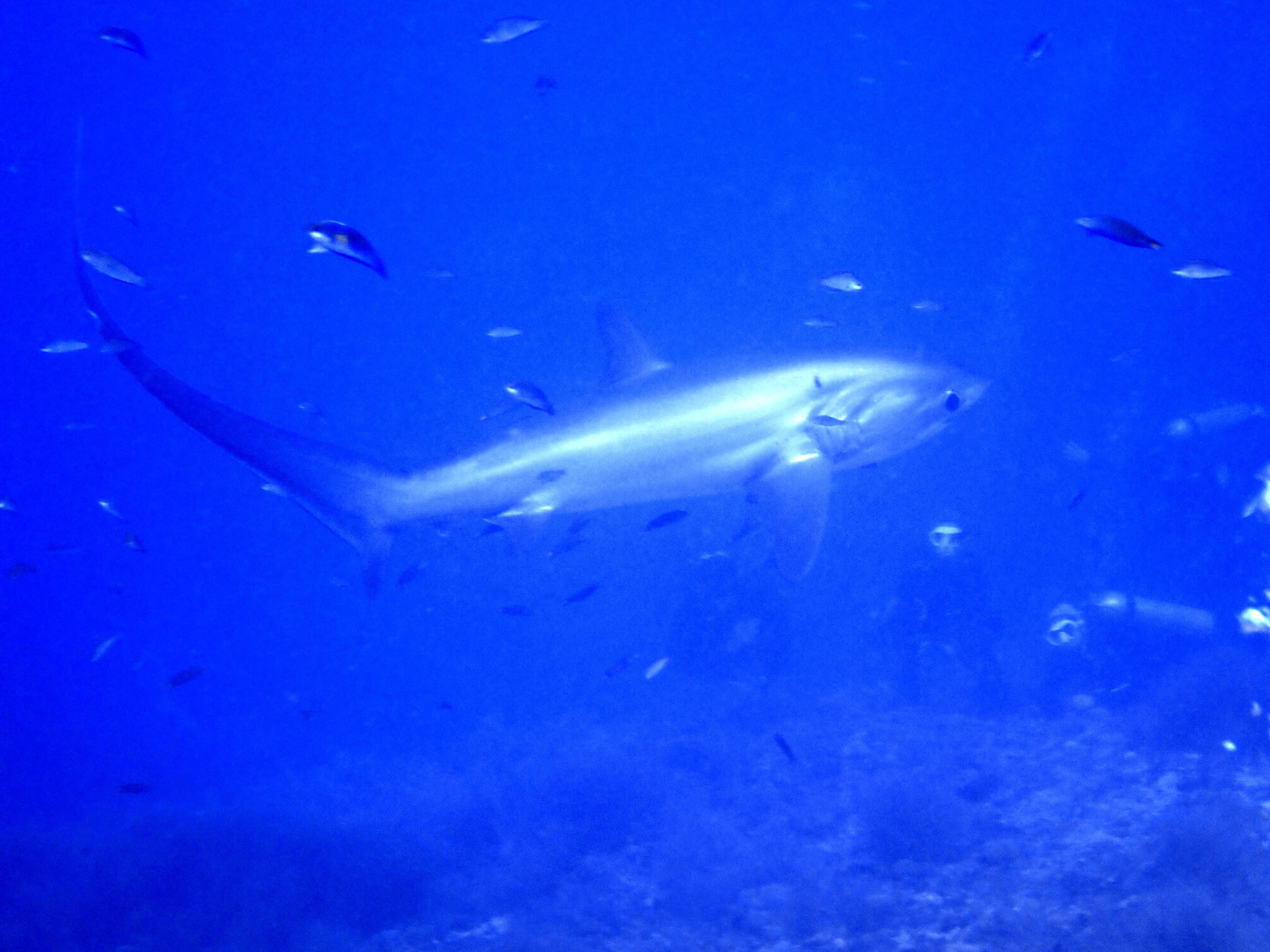 Monad Shoal, Thresher Shark Divers Mooring Line