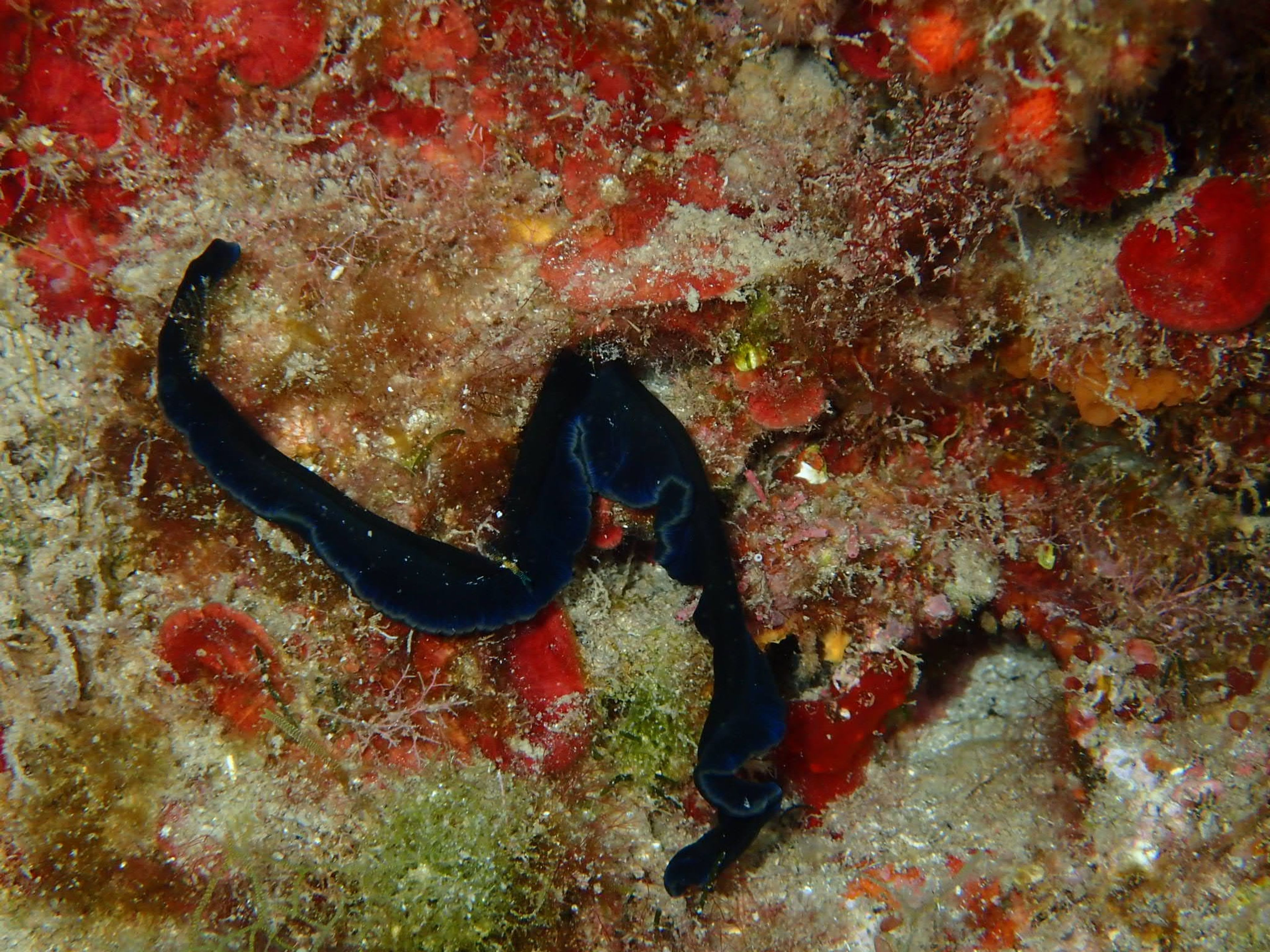 French Reef
