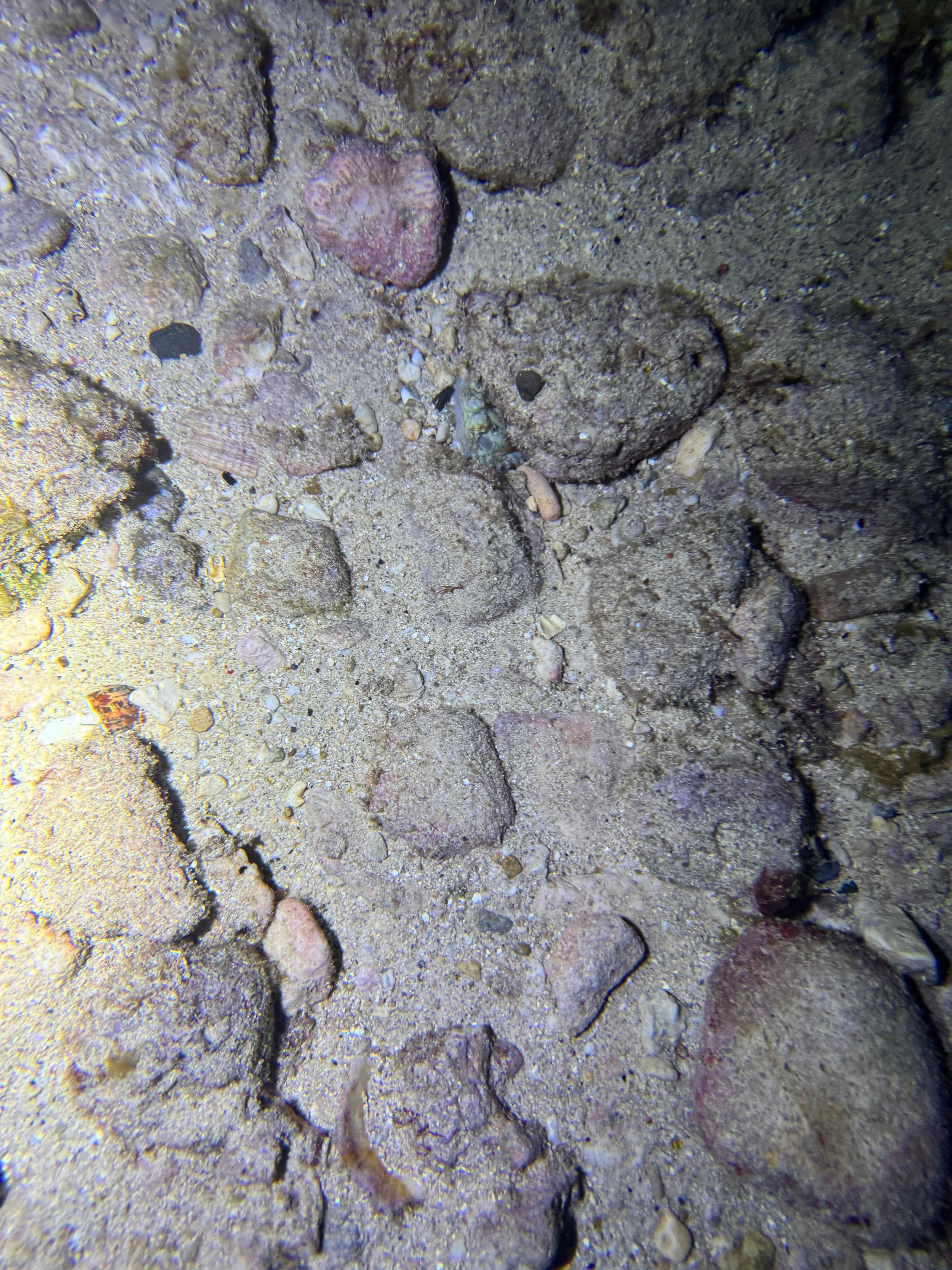 Scuba diving at 衫福