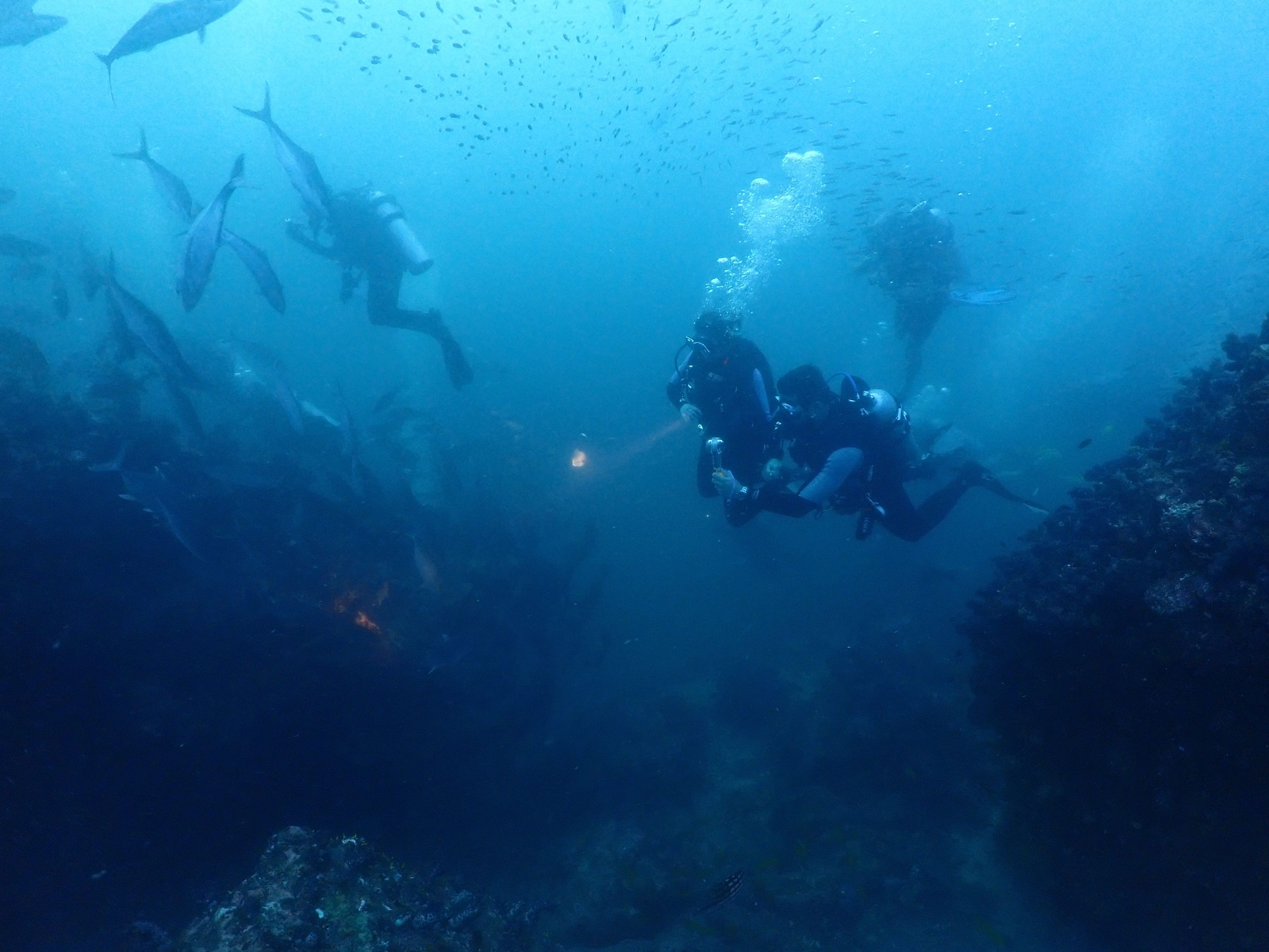 The Phinisi Day 3: Dive 1