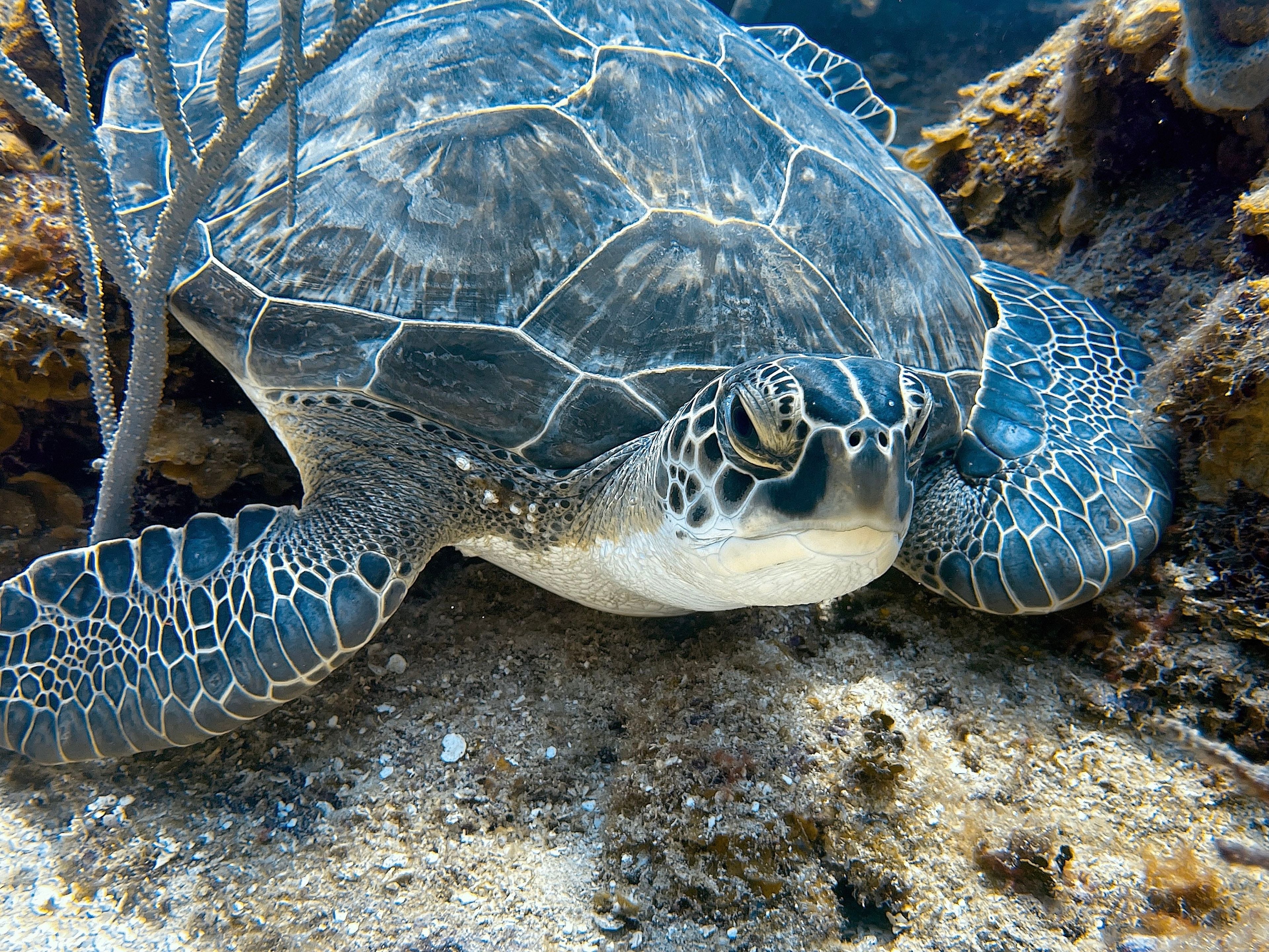 Scuba diving at Red Rock