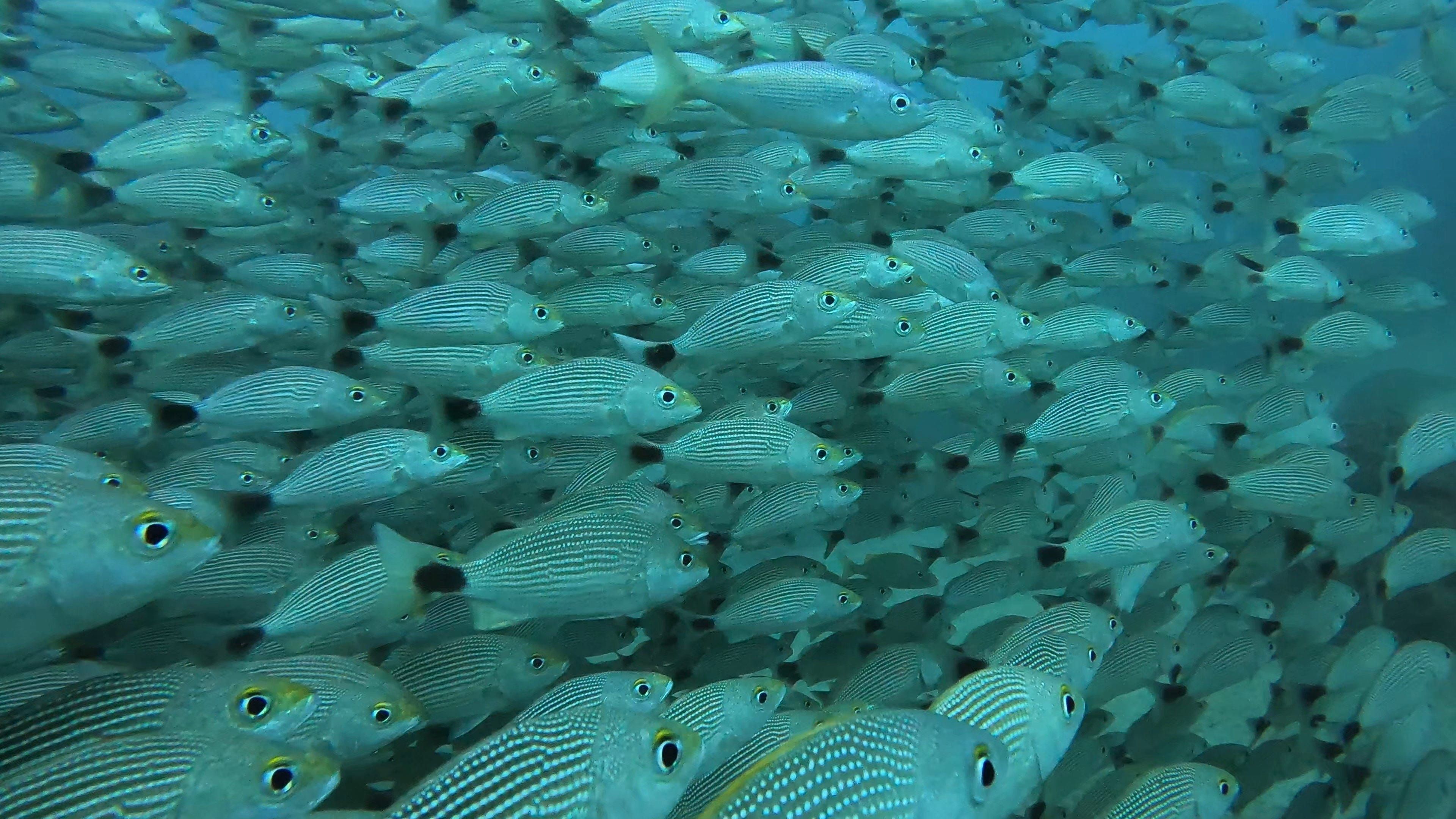 Oceanic+