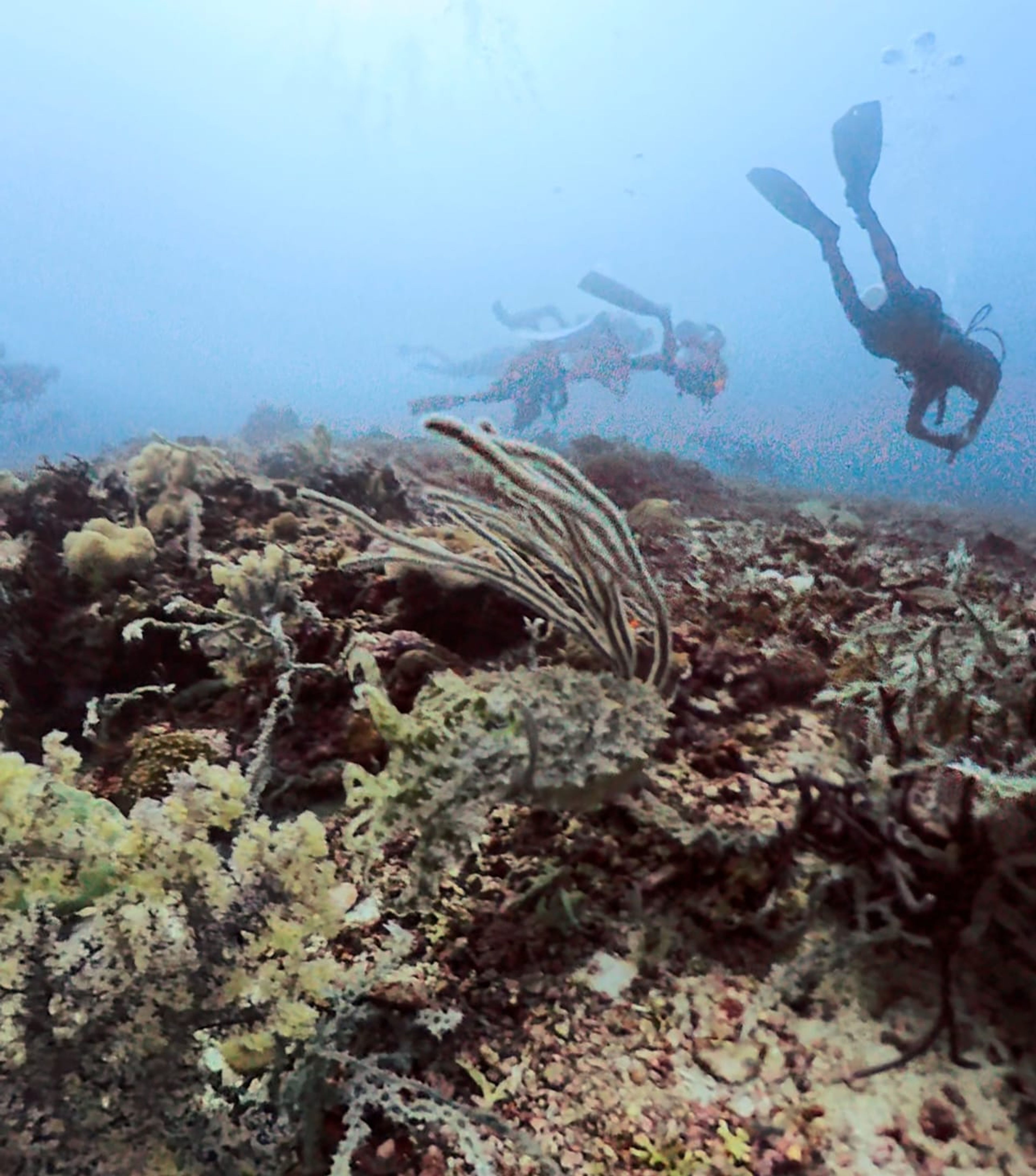 Malapascua Monad Shoal