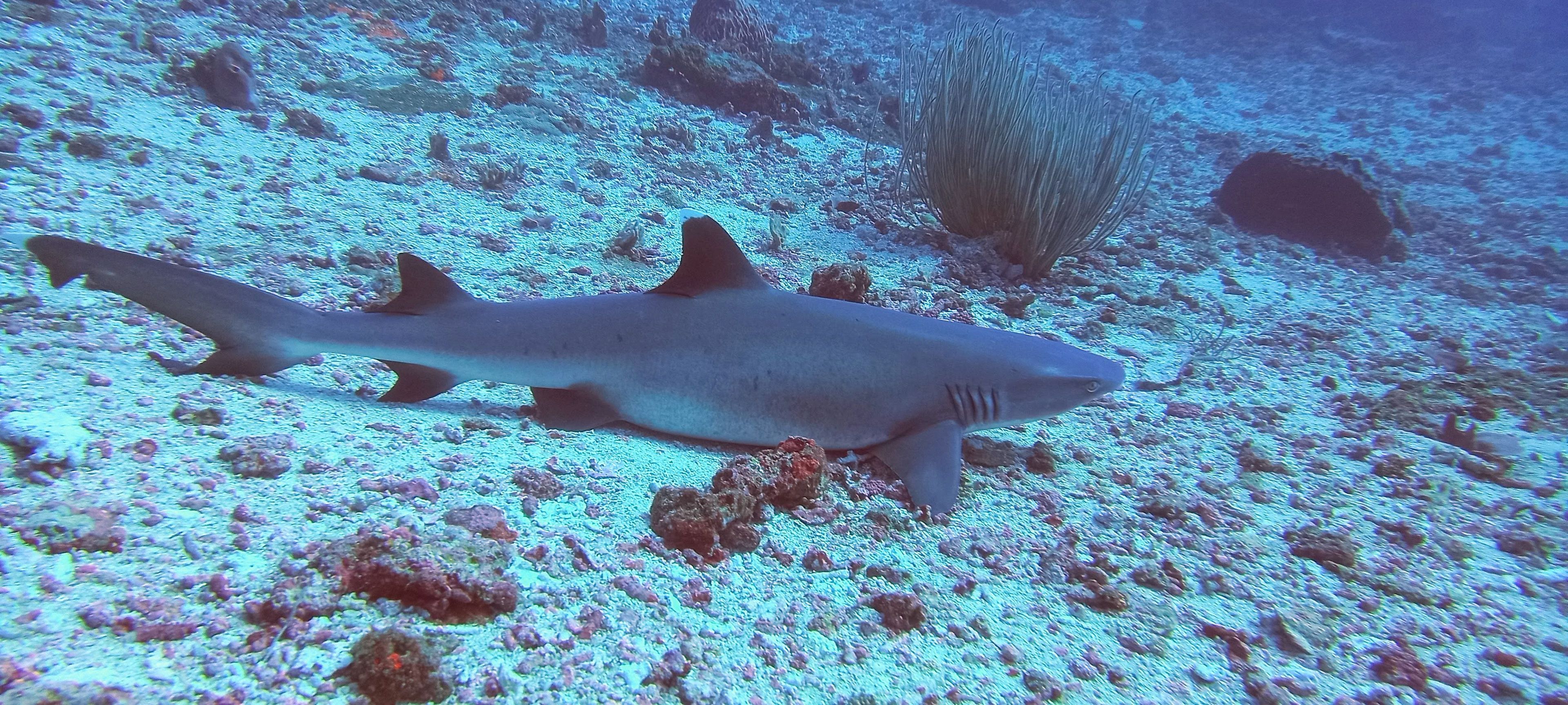 Scuba diving at Shark Point