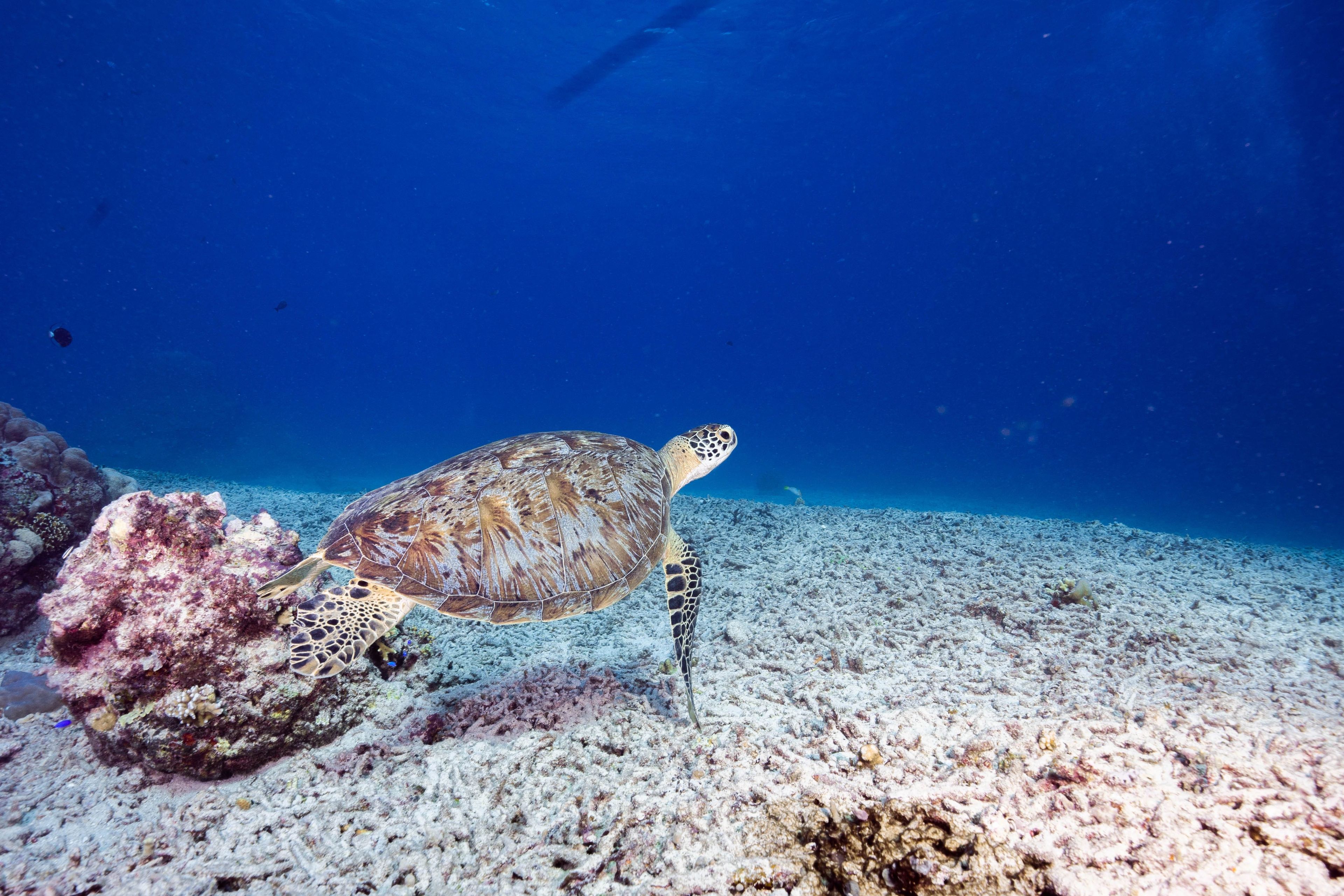 Shark Point, Gili Trawangan