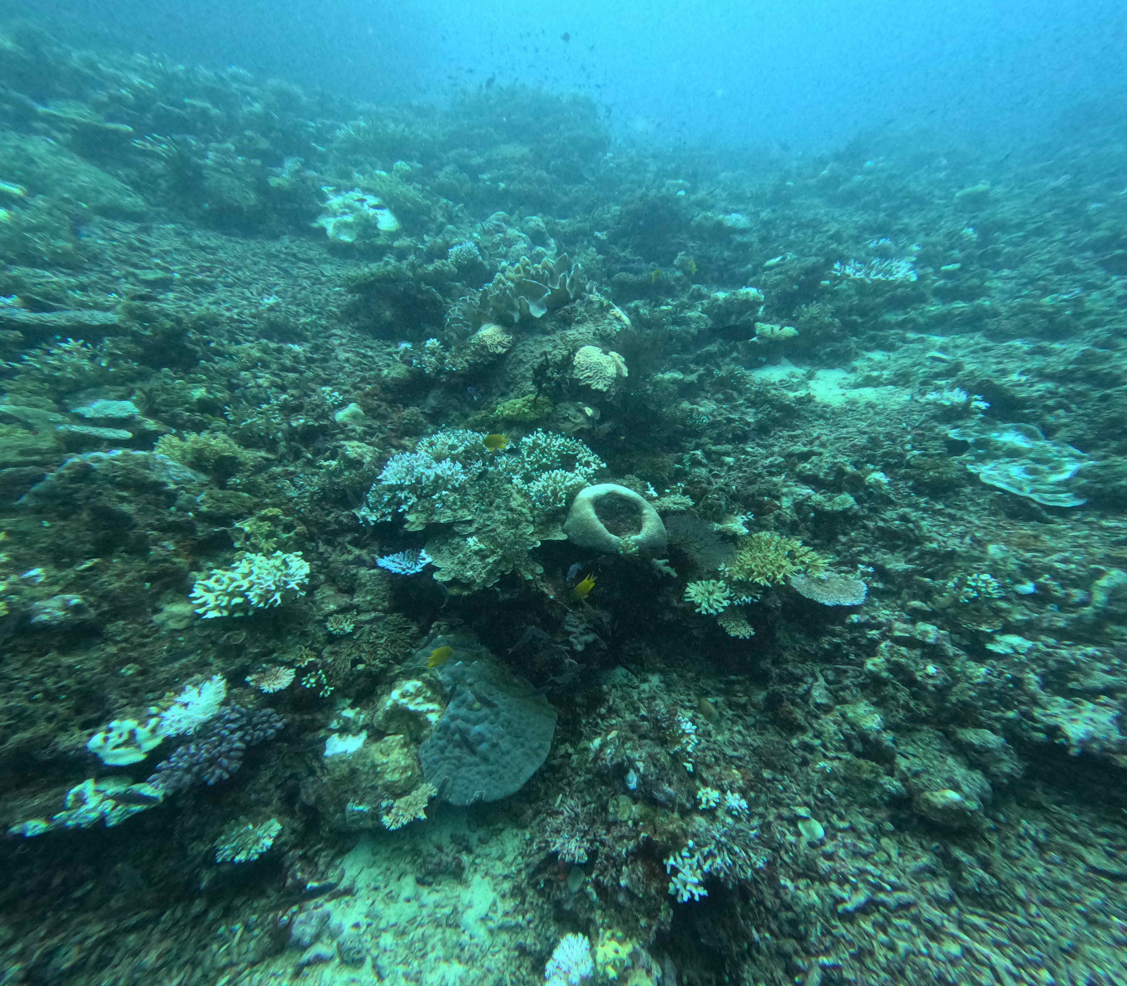 Oceanic+
