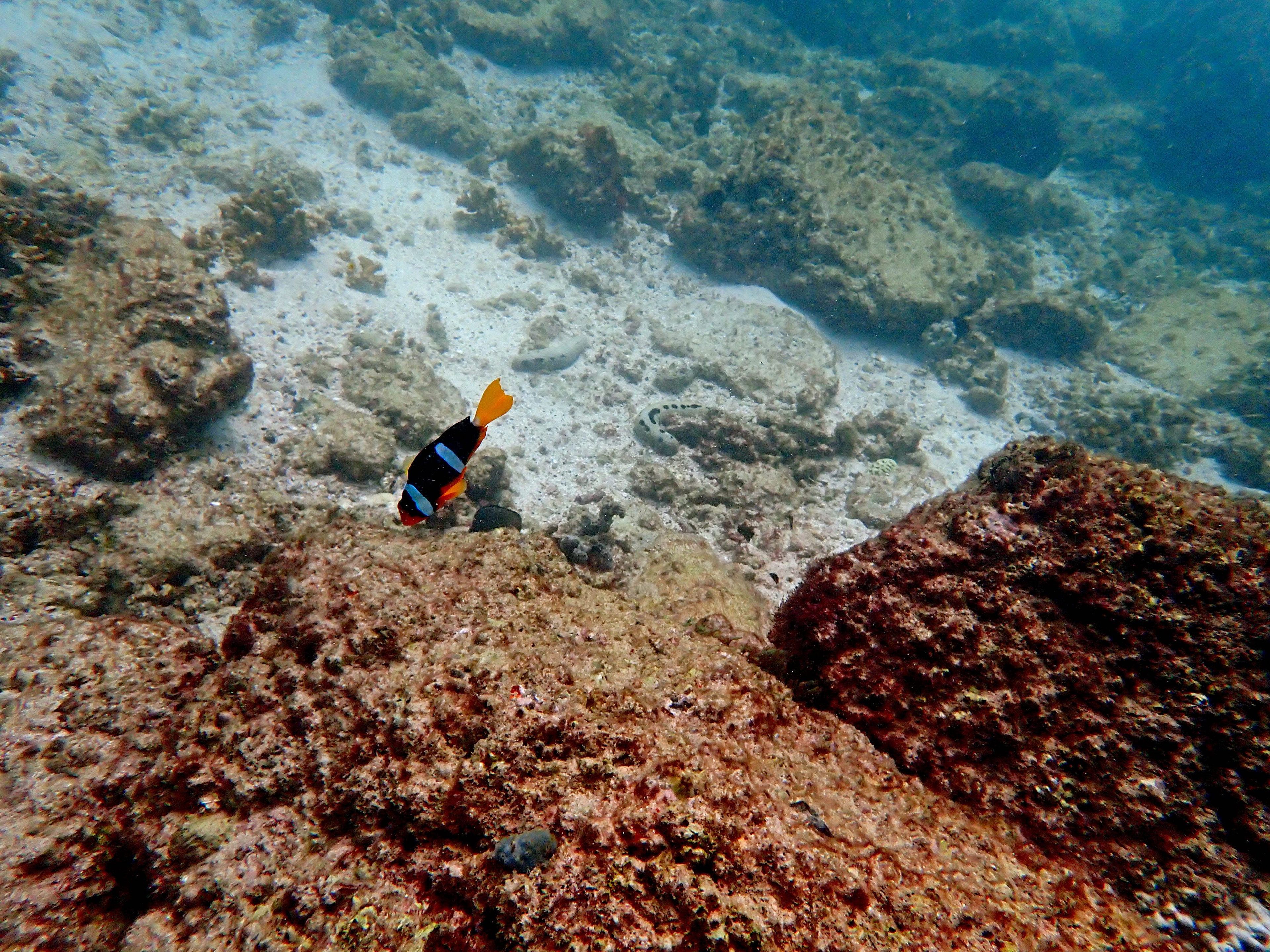 Oceanic+