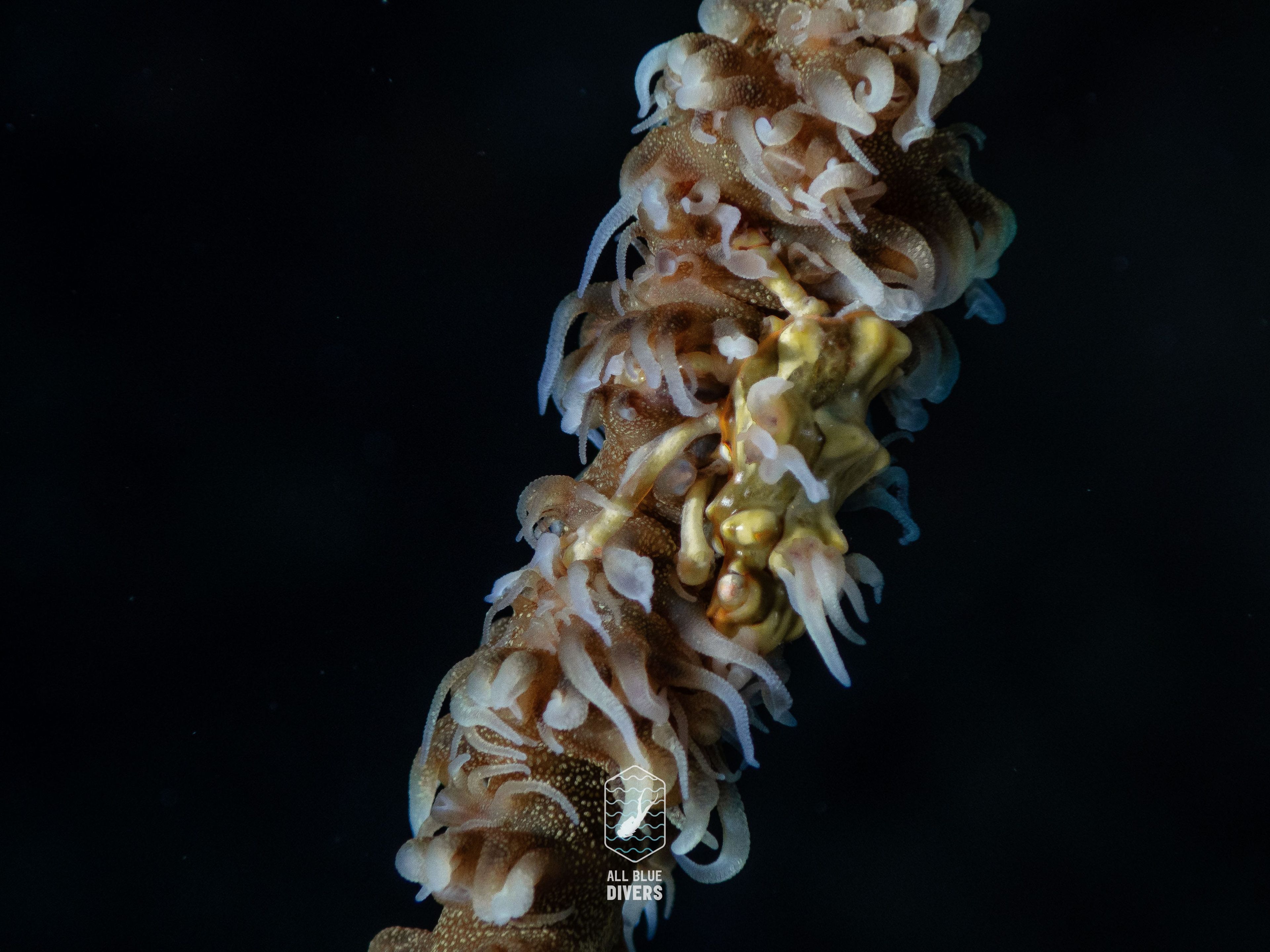 Oceanic+