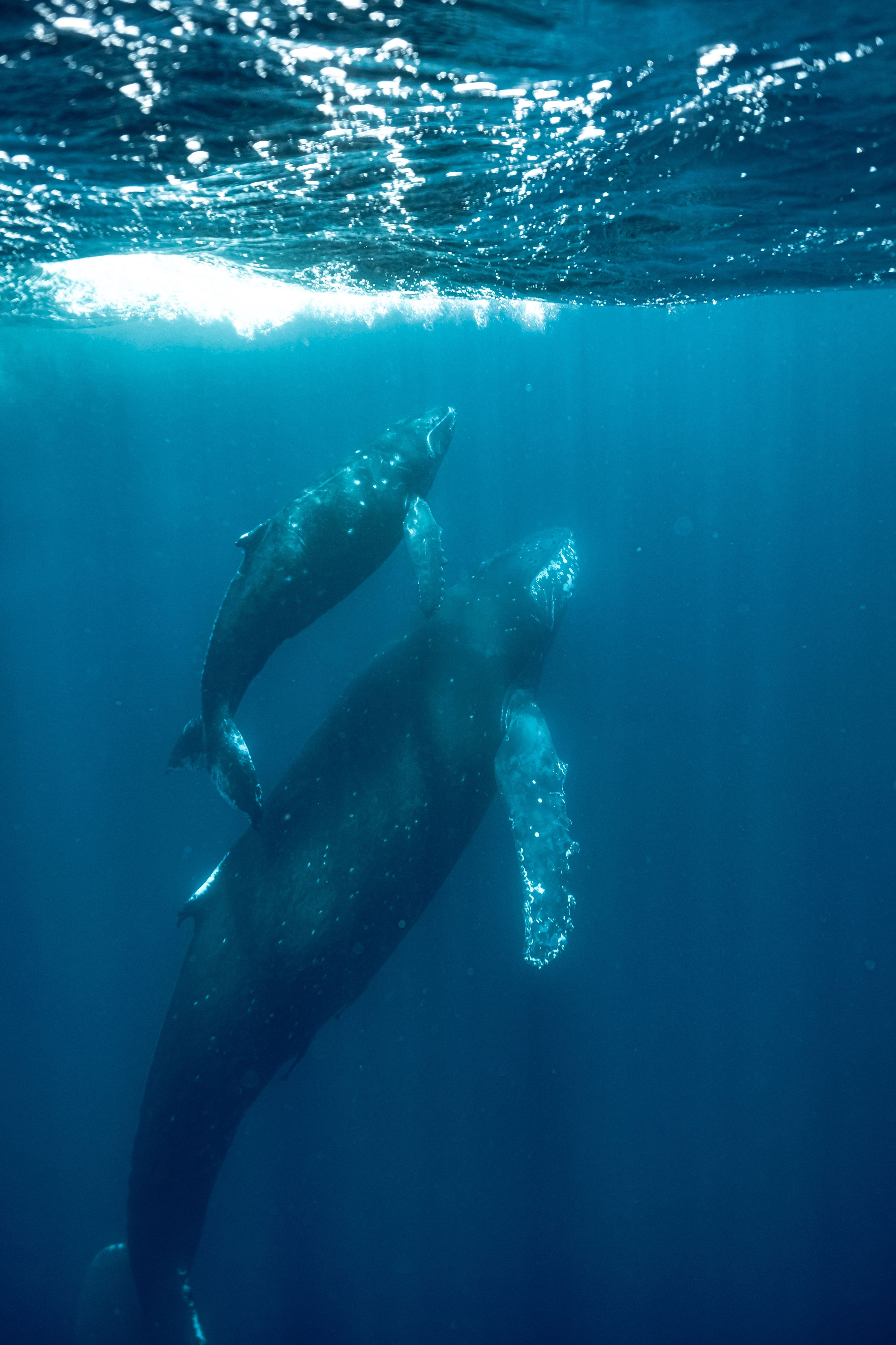 Blue Vista Dive