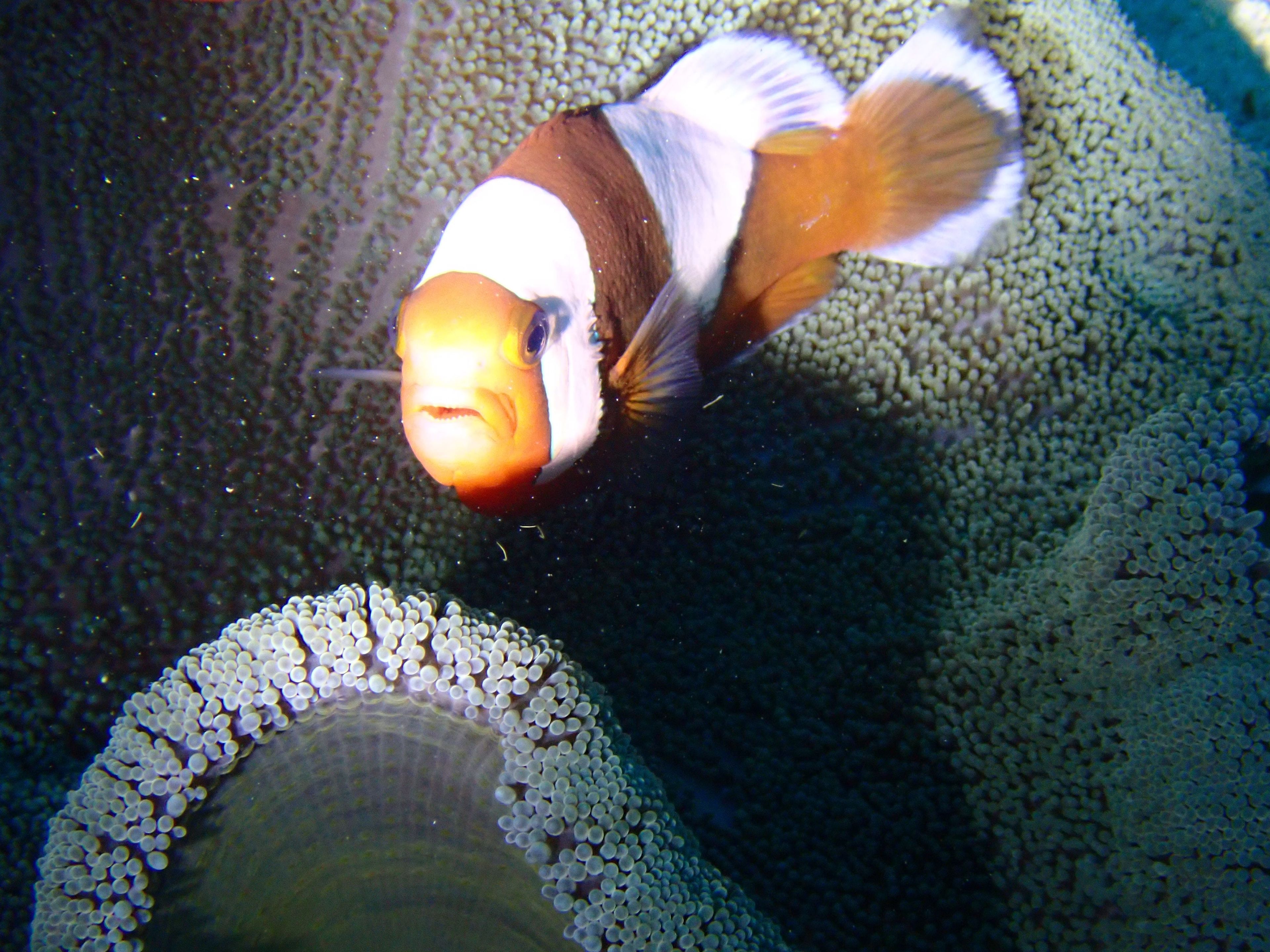 超冷沙地只有安倍小丑魚