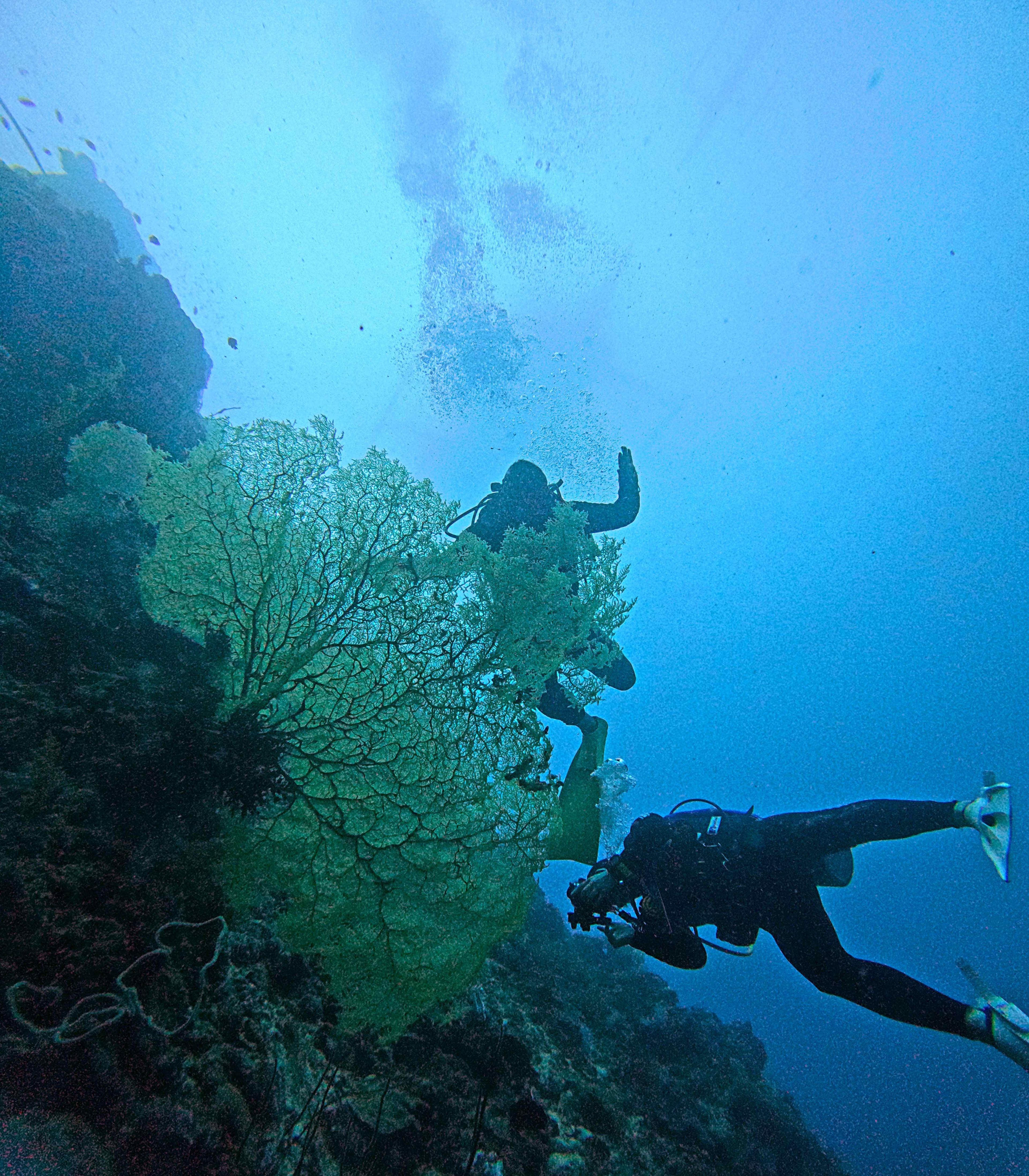 Oceanic+