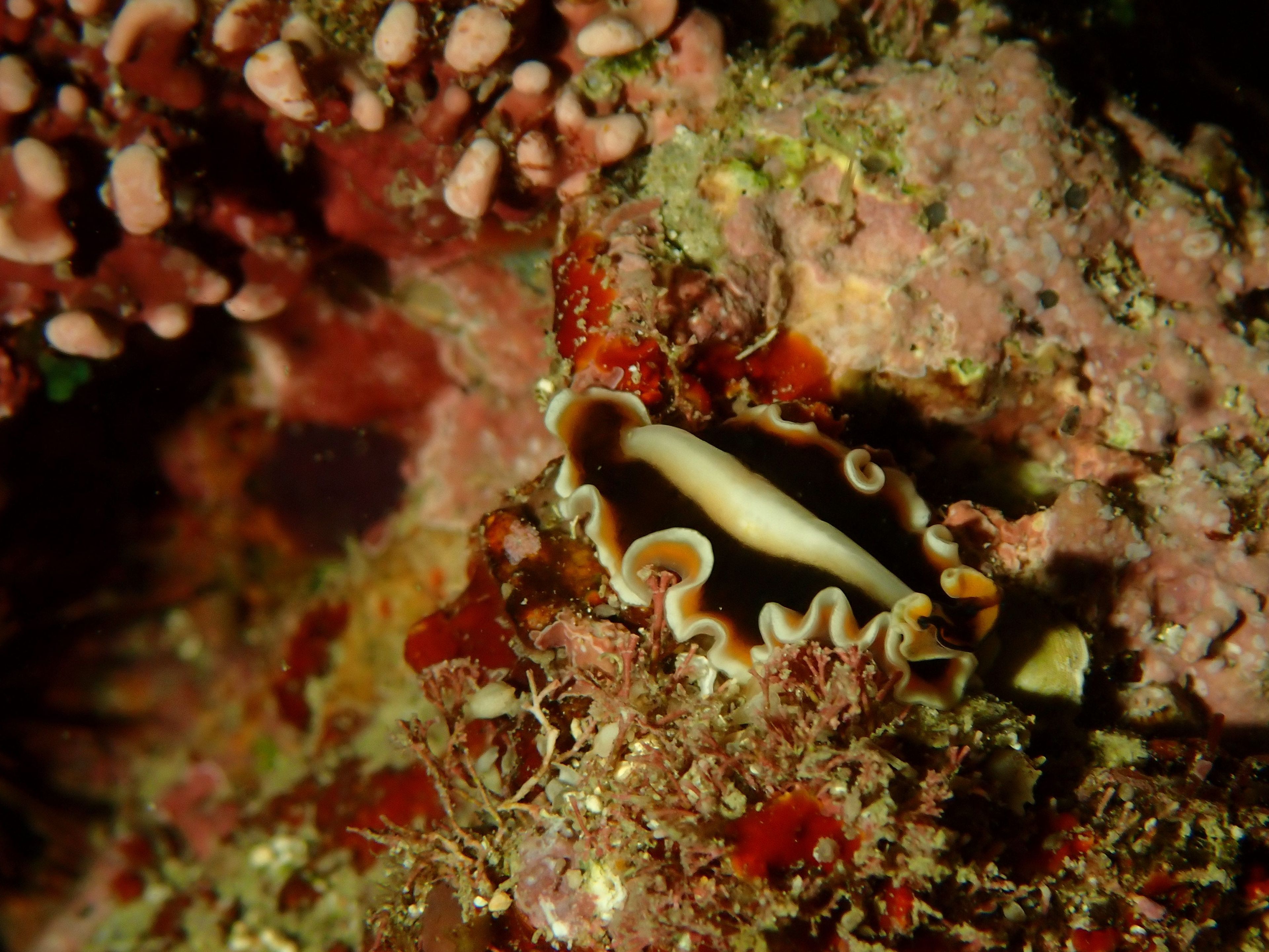Kenichiro Tanaka's dive log