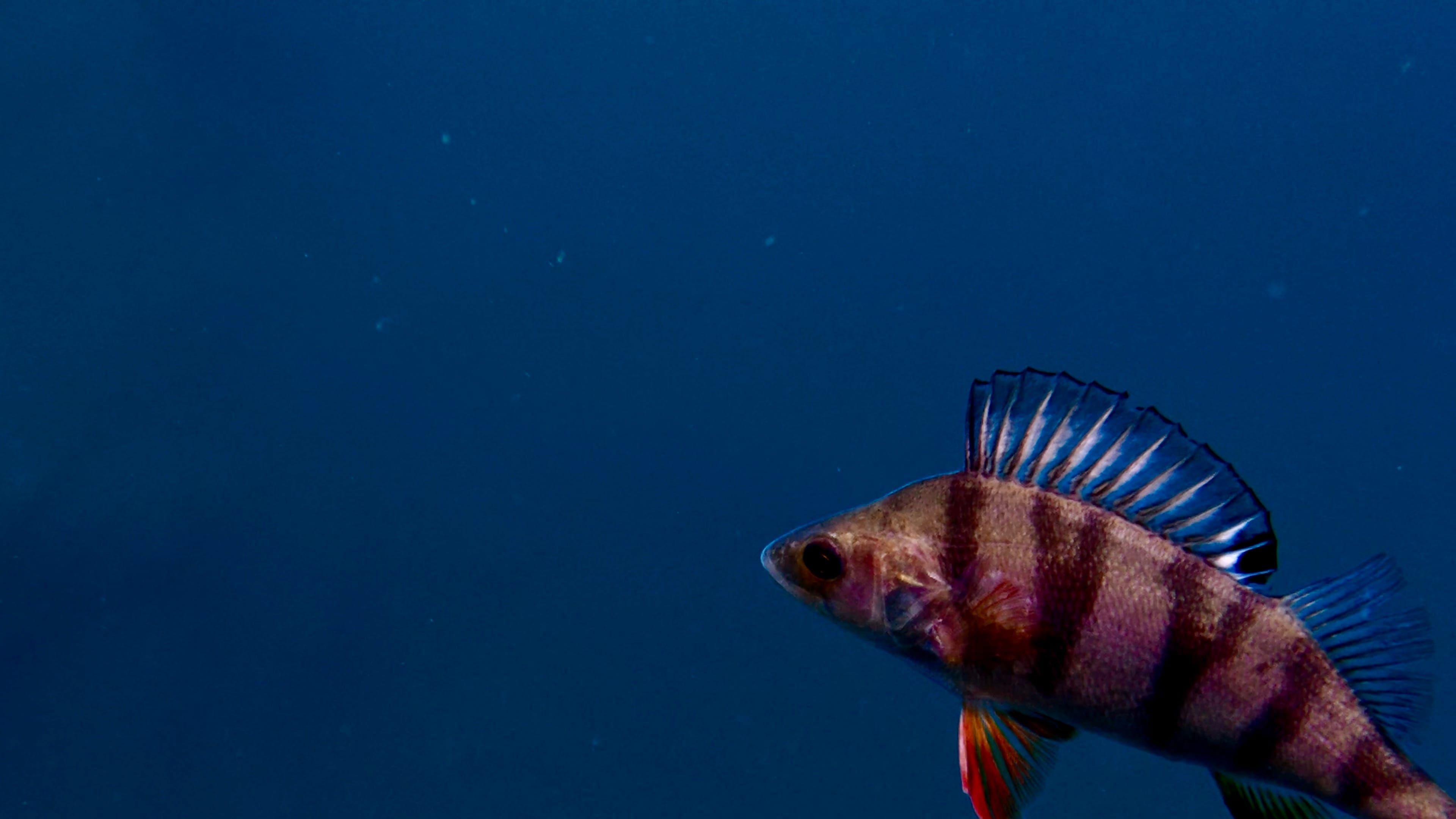 Diver#R60's dive log