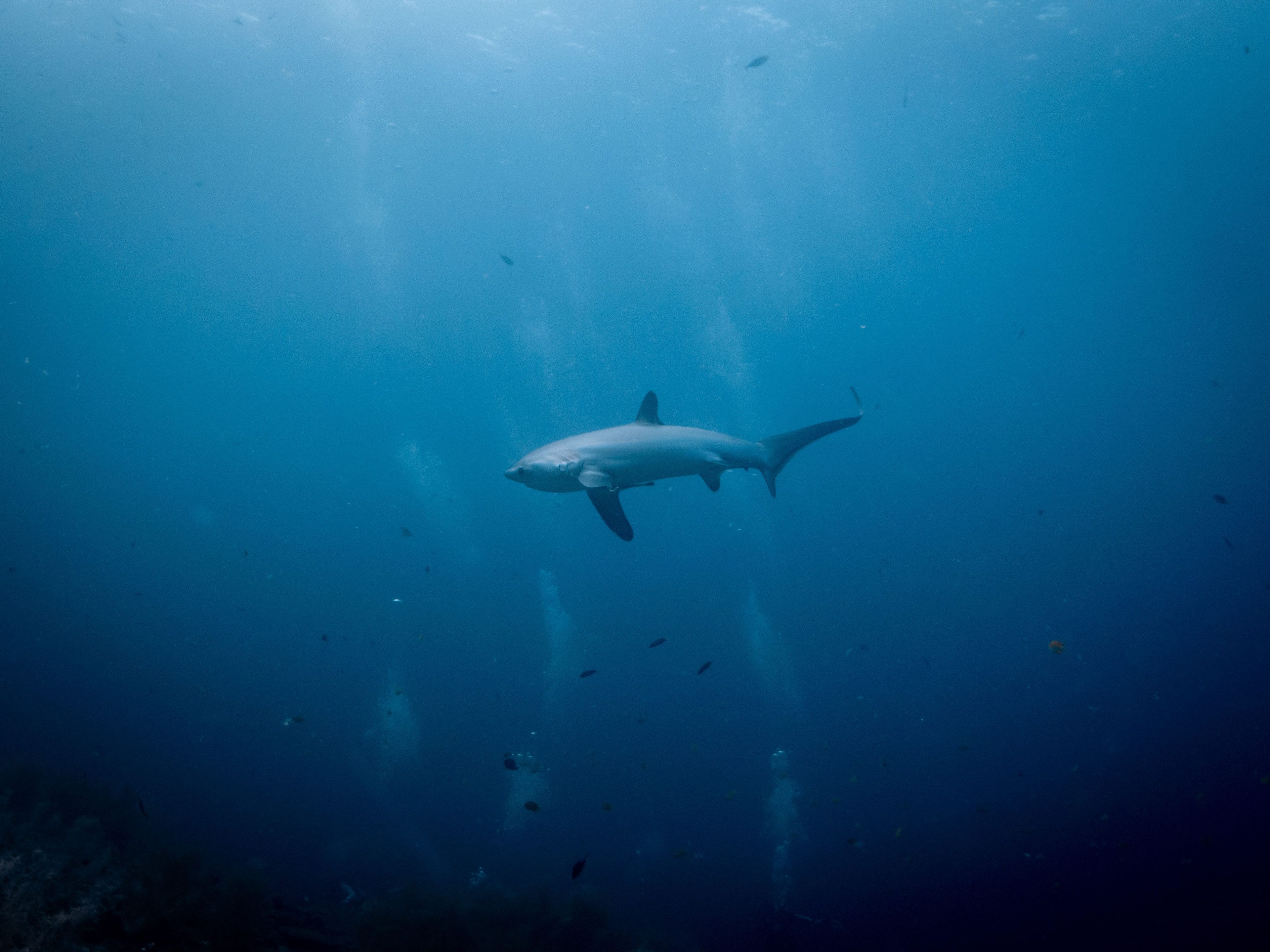 Malapascua Kimud Shoal - Thresher Shark